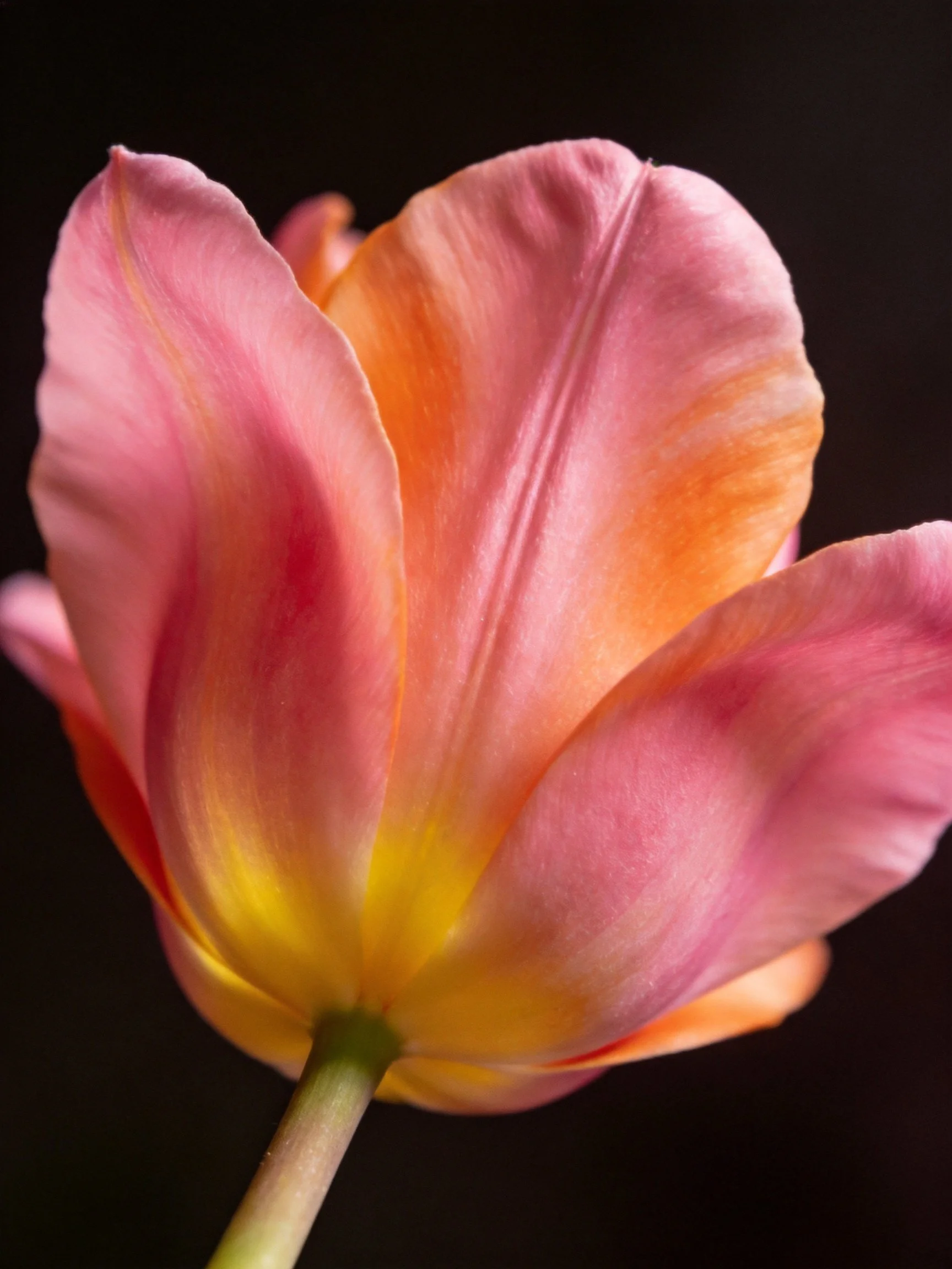 A close - up of a pink and orange tulip with yellow center