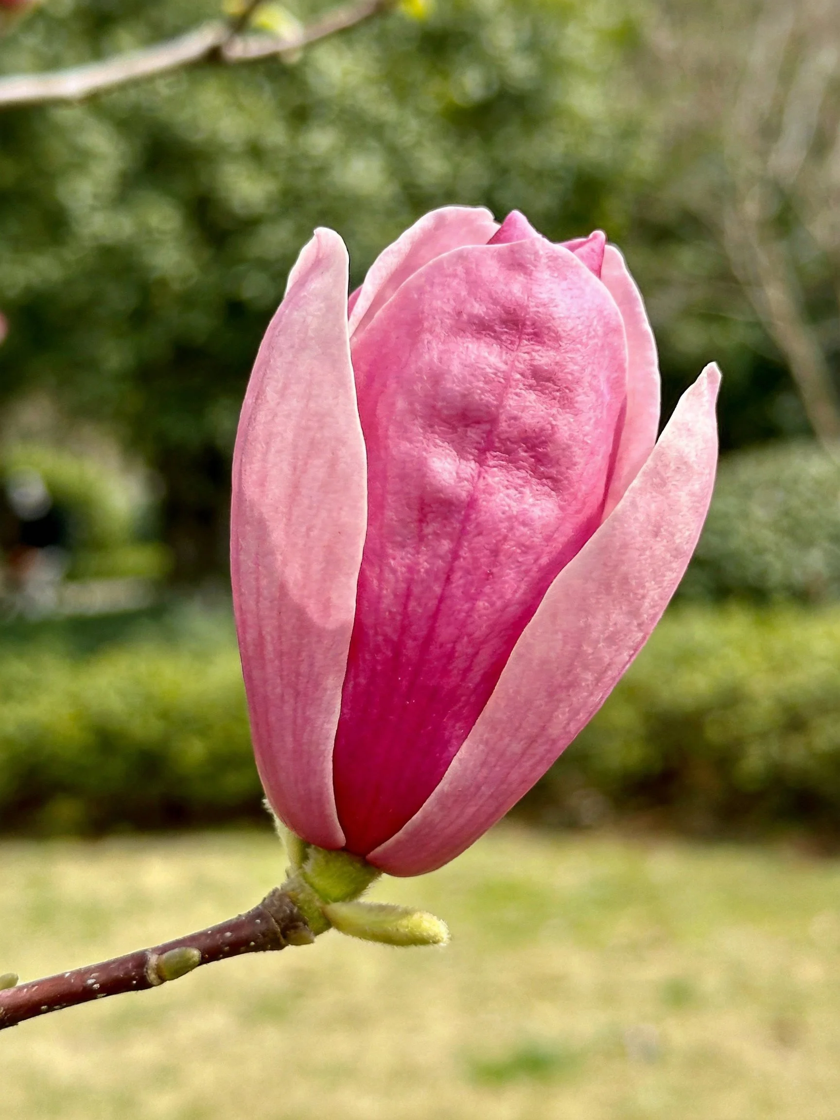 A close - up of a pink magnolia flower bud in a garden