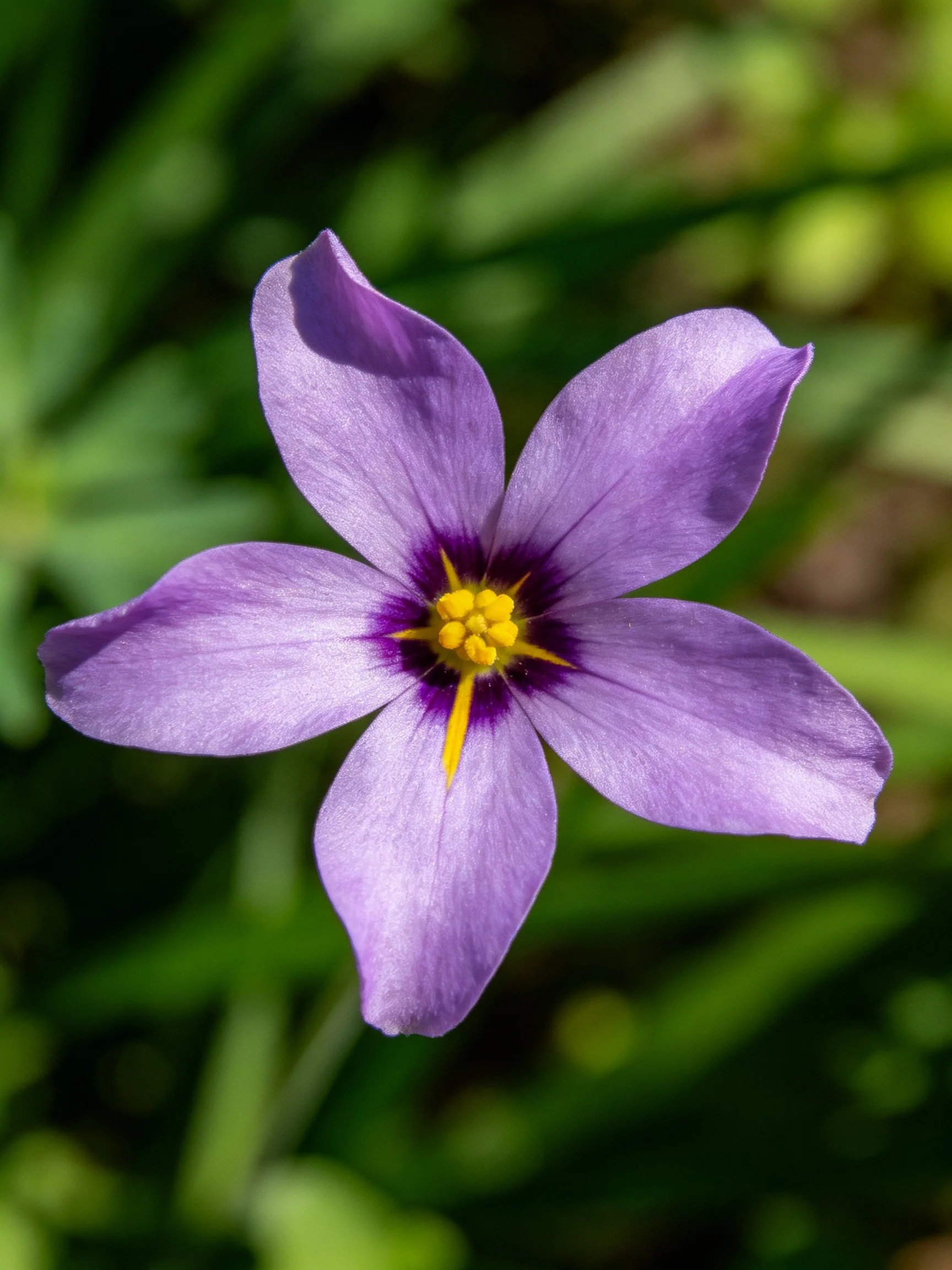 A close - up of a purple flower with five petals and yellow center