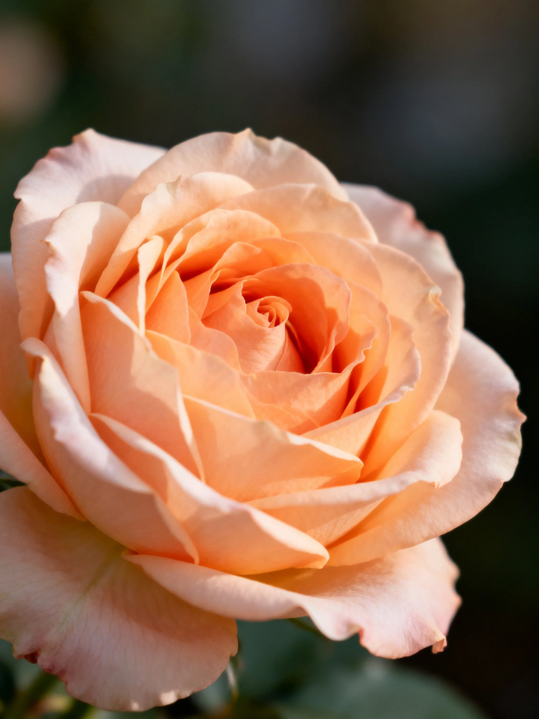A close - up of a soft peach rose with layered petals