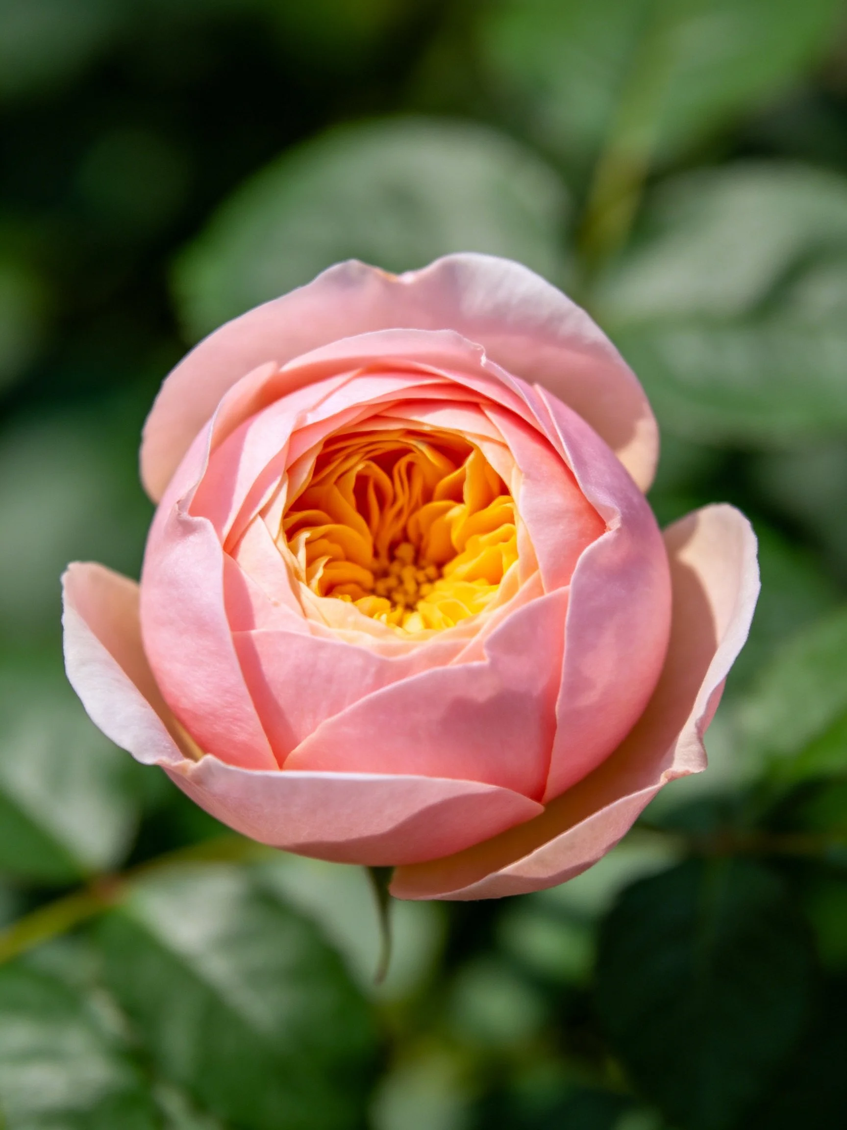 A close - up of a soft pink rose with a golden center