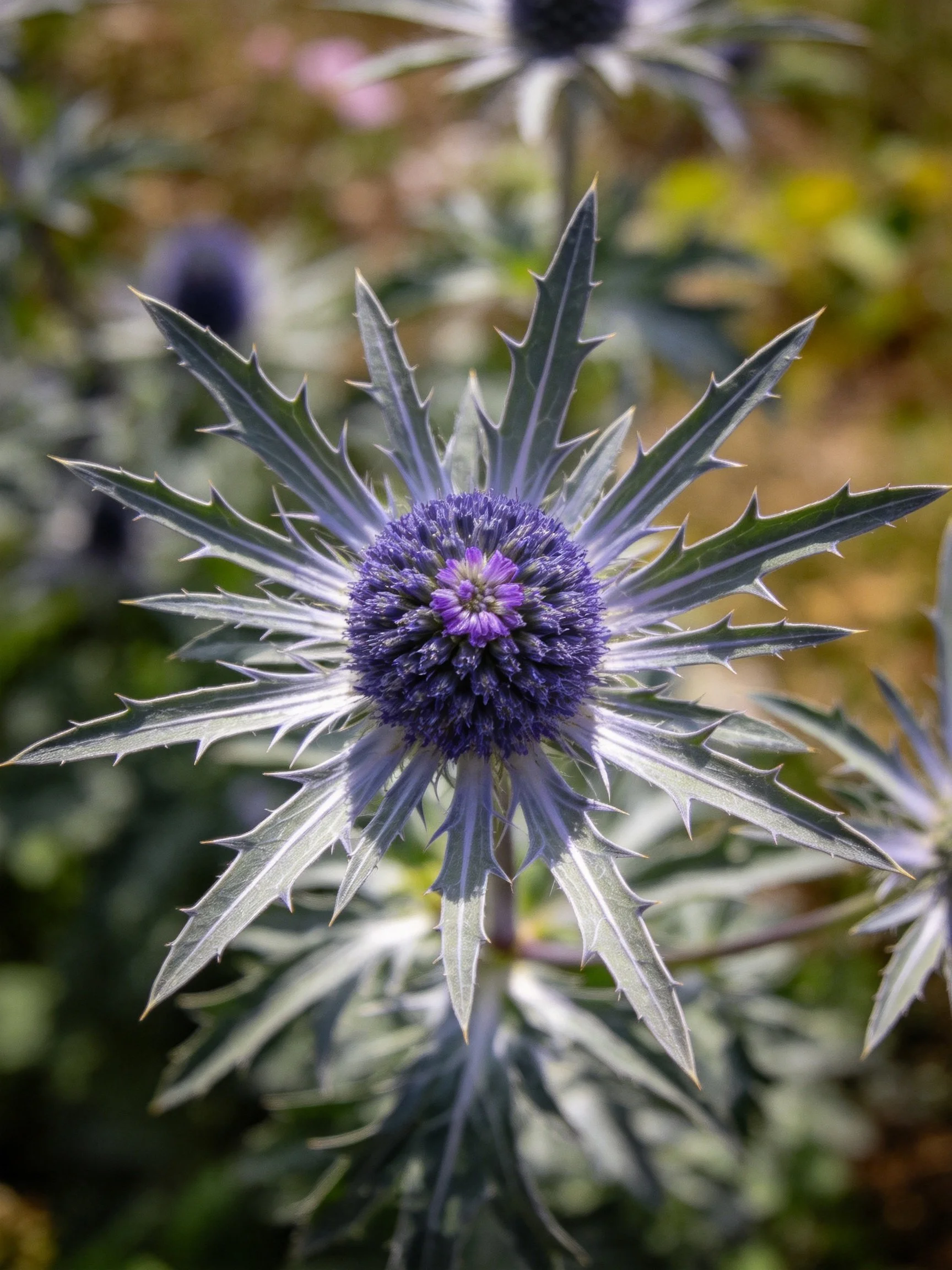 A close-up of a spiky blue-purple thistle with pointed leaves