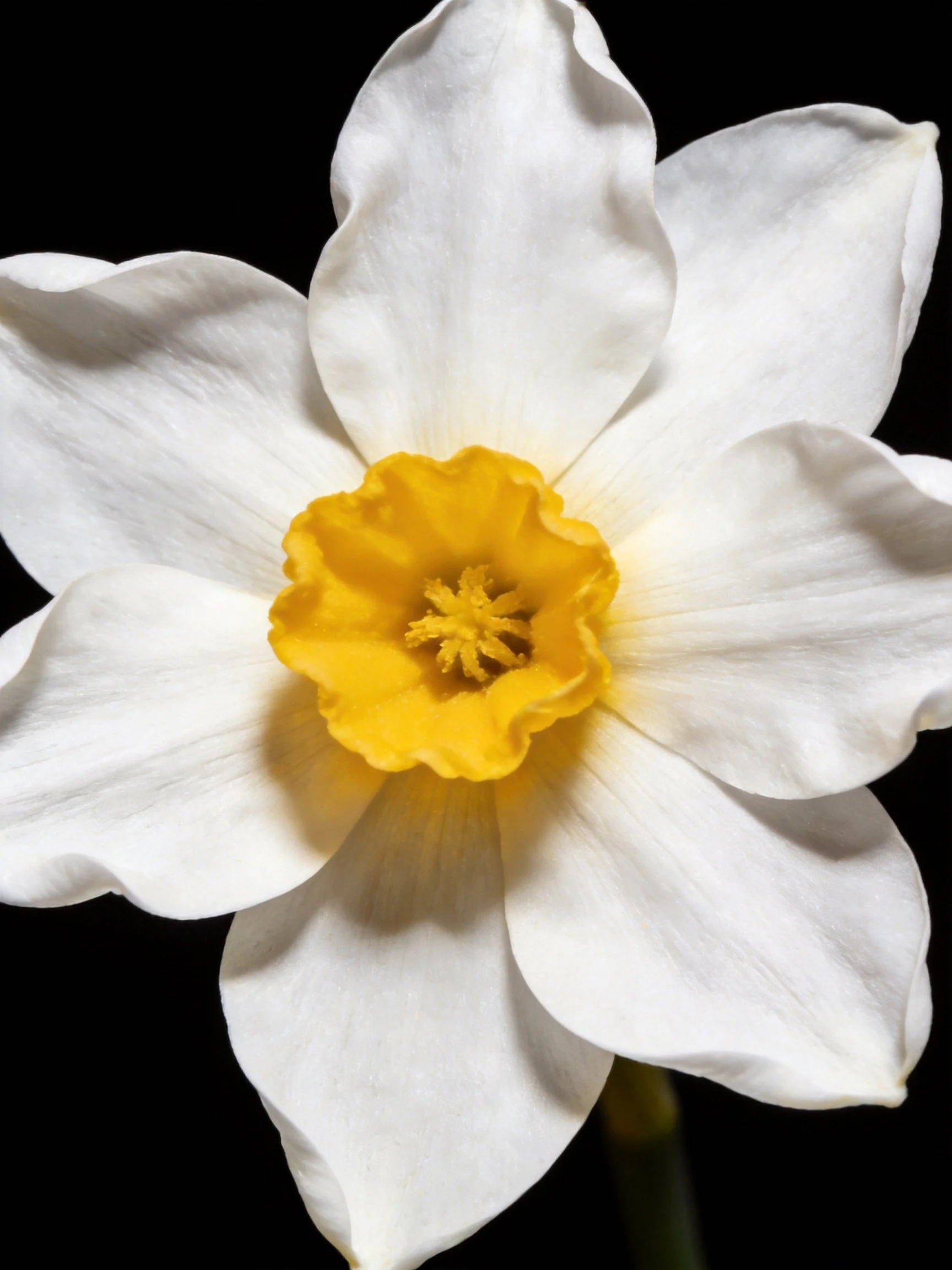 A close-up of a white daffodil with a bright yellow center
