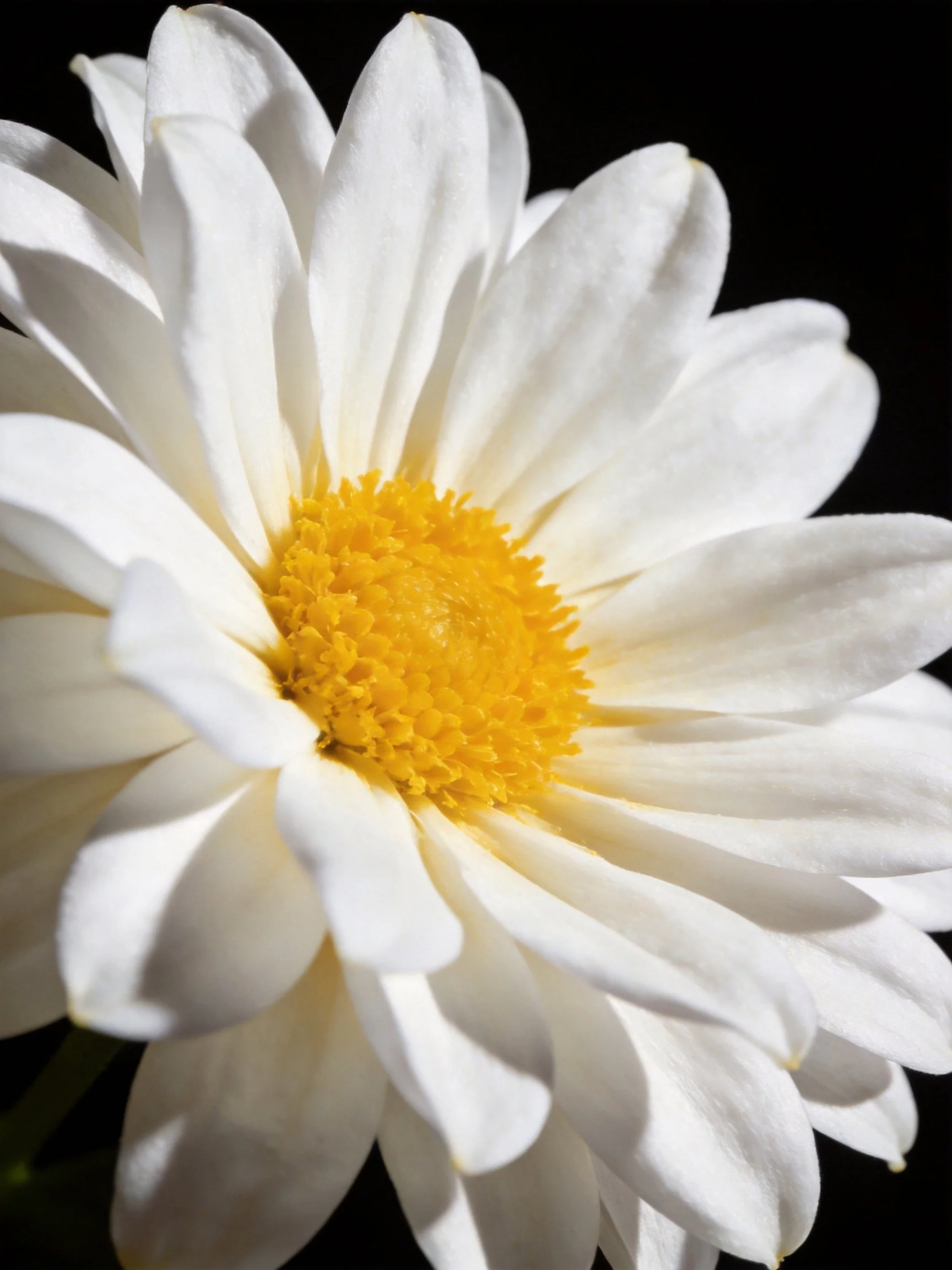 A close-up of a white daisy with a bright yellow center