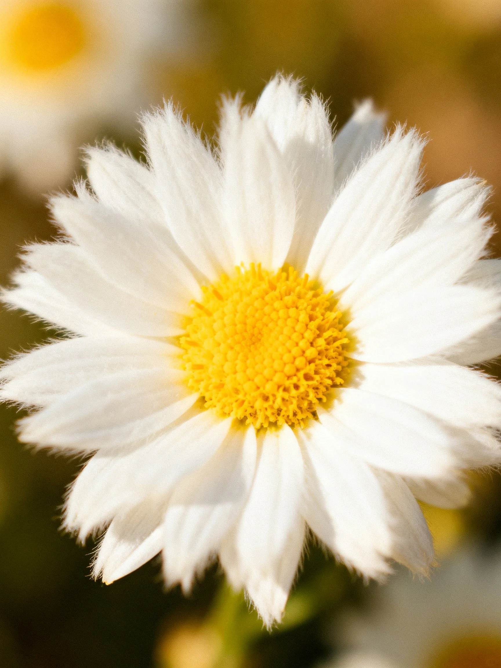 A close - up of a white daisy with a vibrant yellow center