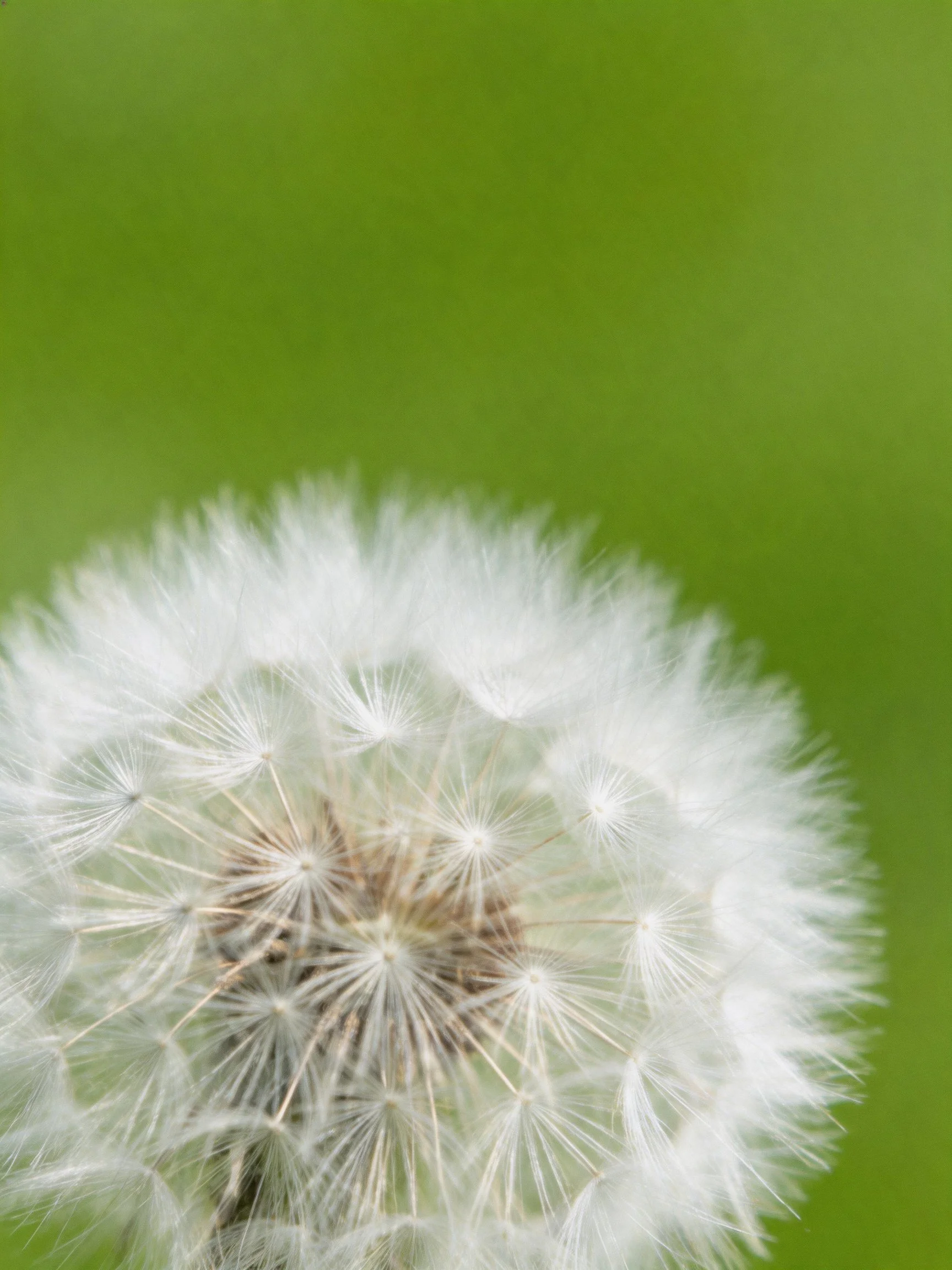 A close-up of a white dandelion seed head against a blurred green background