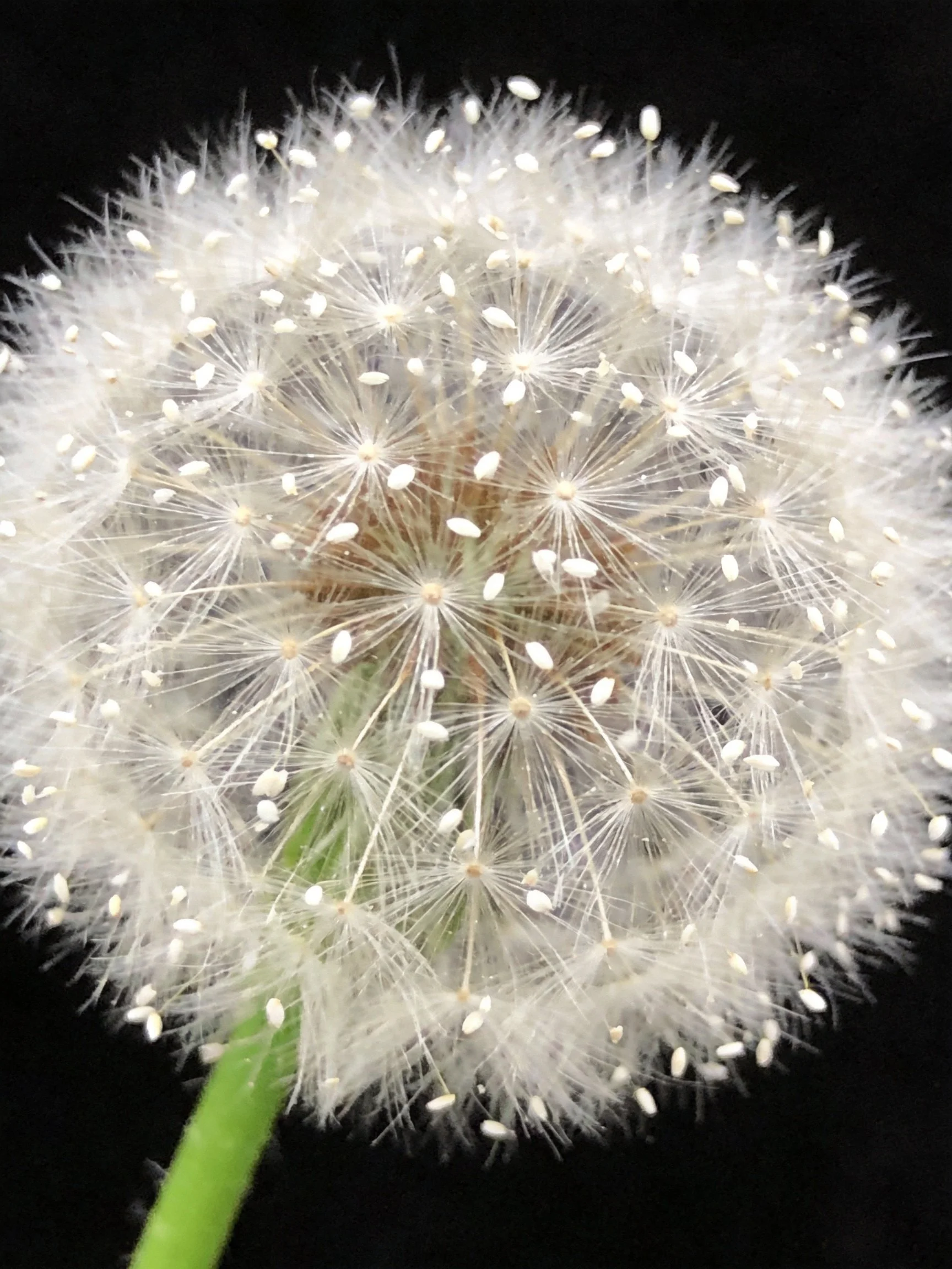 A close - up of a white dandelion seed head with delicate filaments