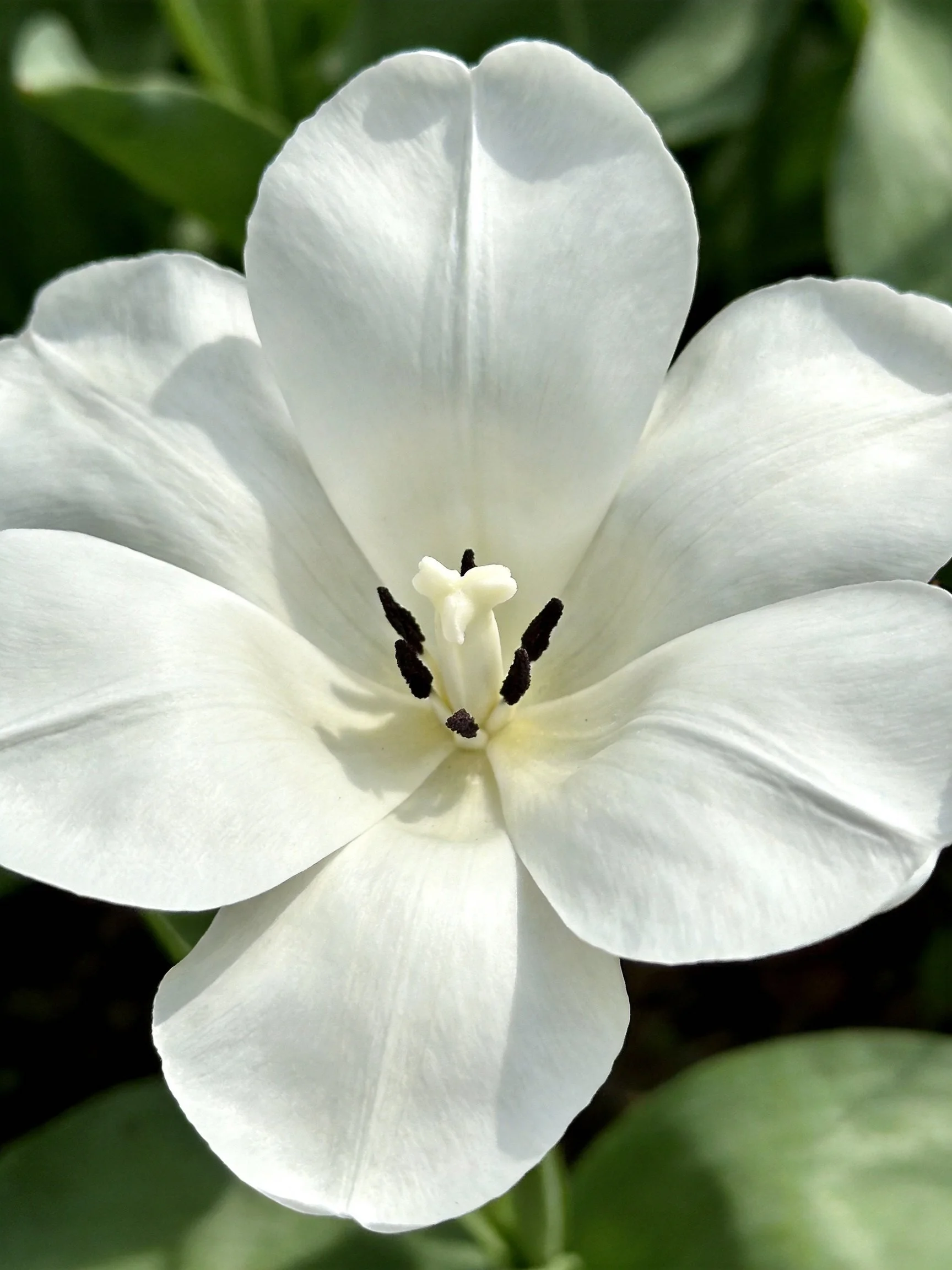A close - up of a white flower with five broad petals