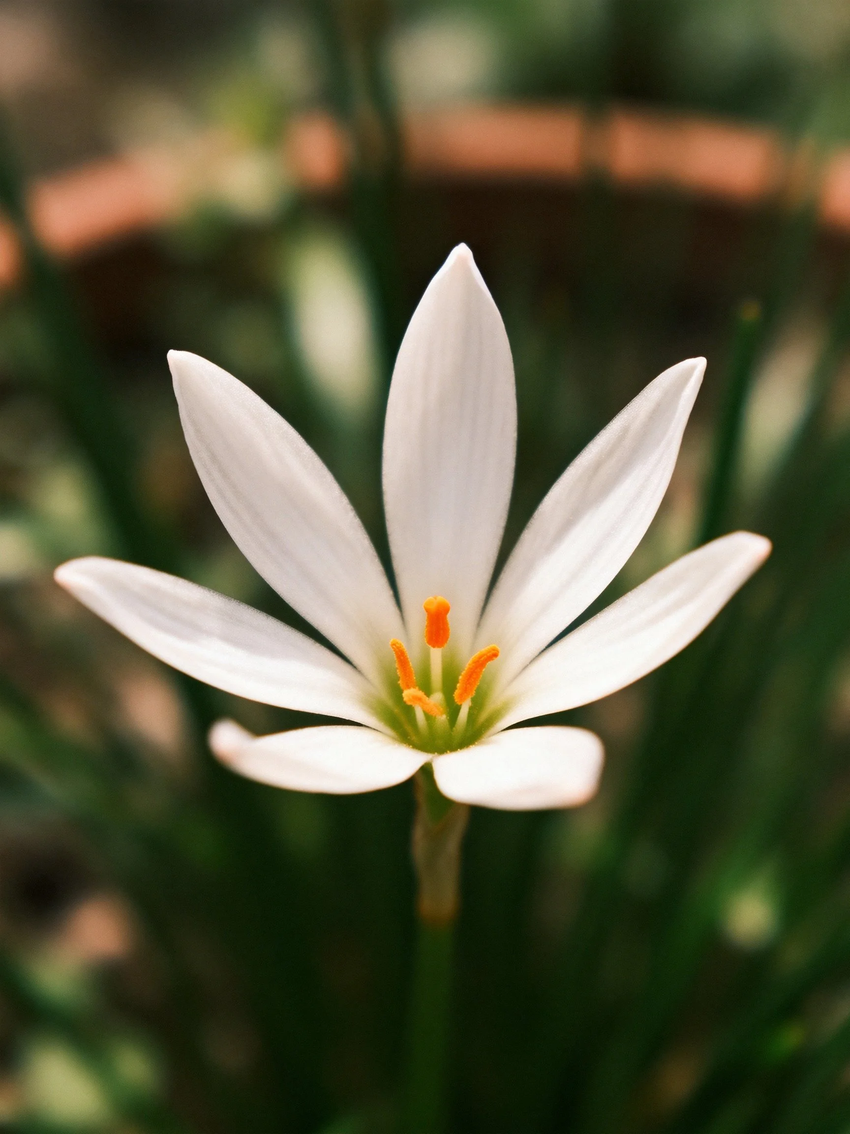 A close - up of a white flower with six petals and orange stamens