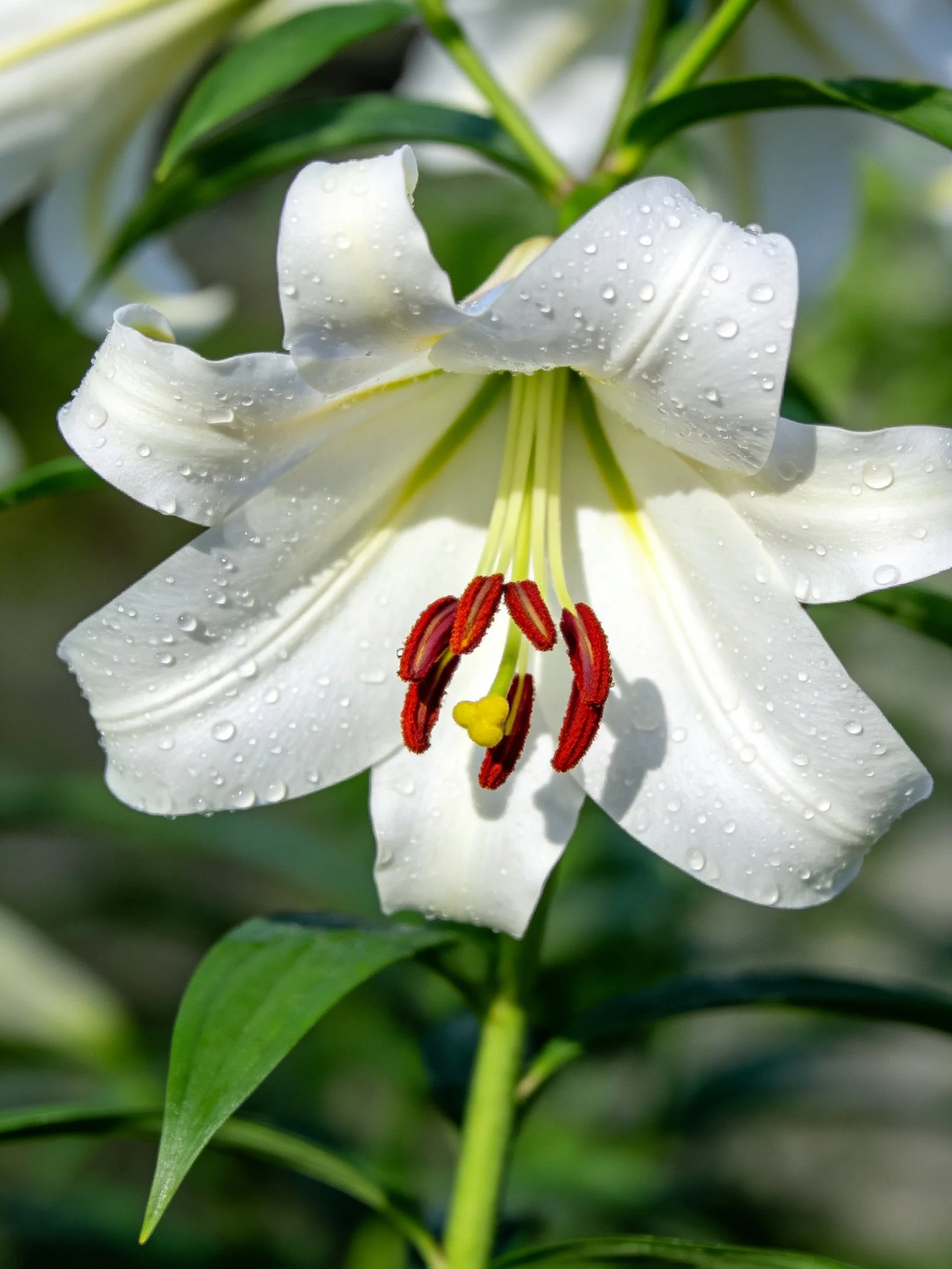 A close-up of a white lily with water droplets