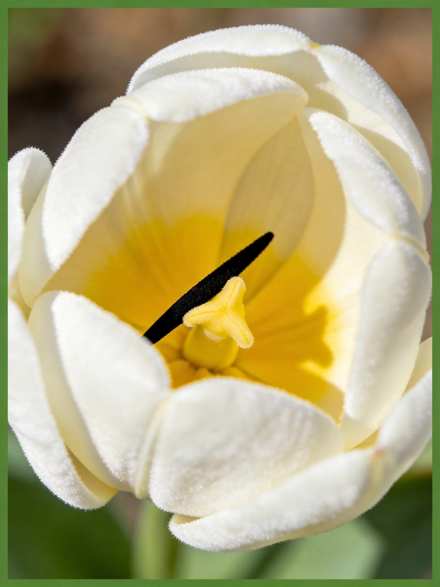 A close - up of a white tulip with a yellow center