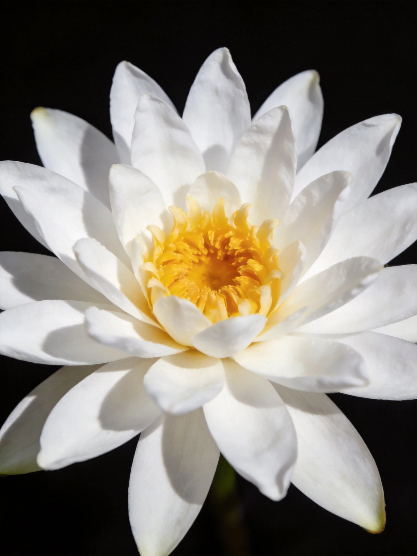 A close - up of a white water lily with a bright yellow center
