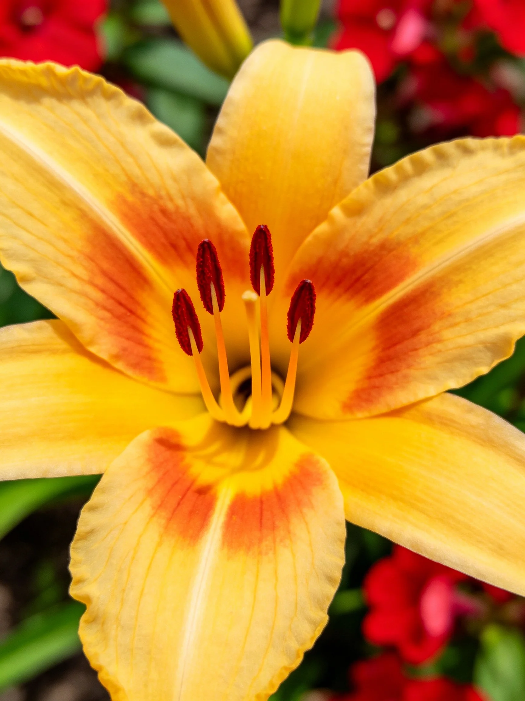 A close - up of a yellow daylily with orange - red petal accents