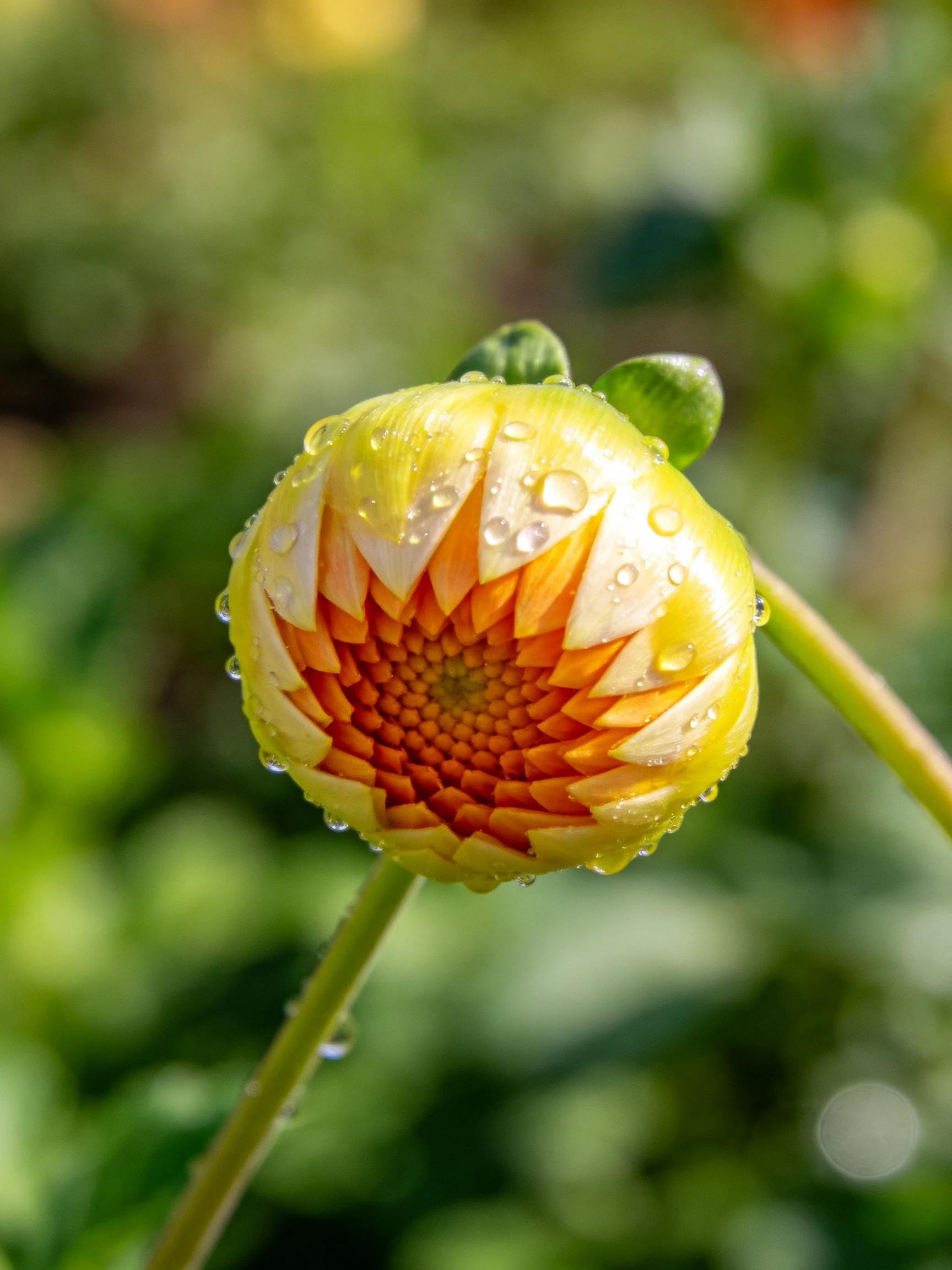 A close - up of a yellow - orange flower bud with glistening water droplets