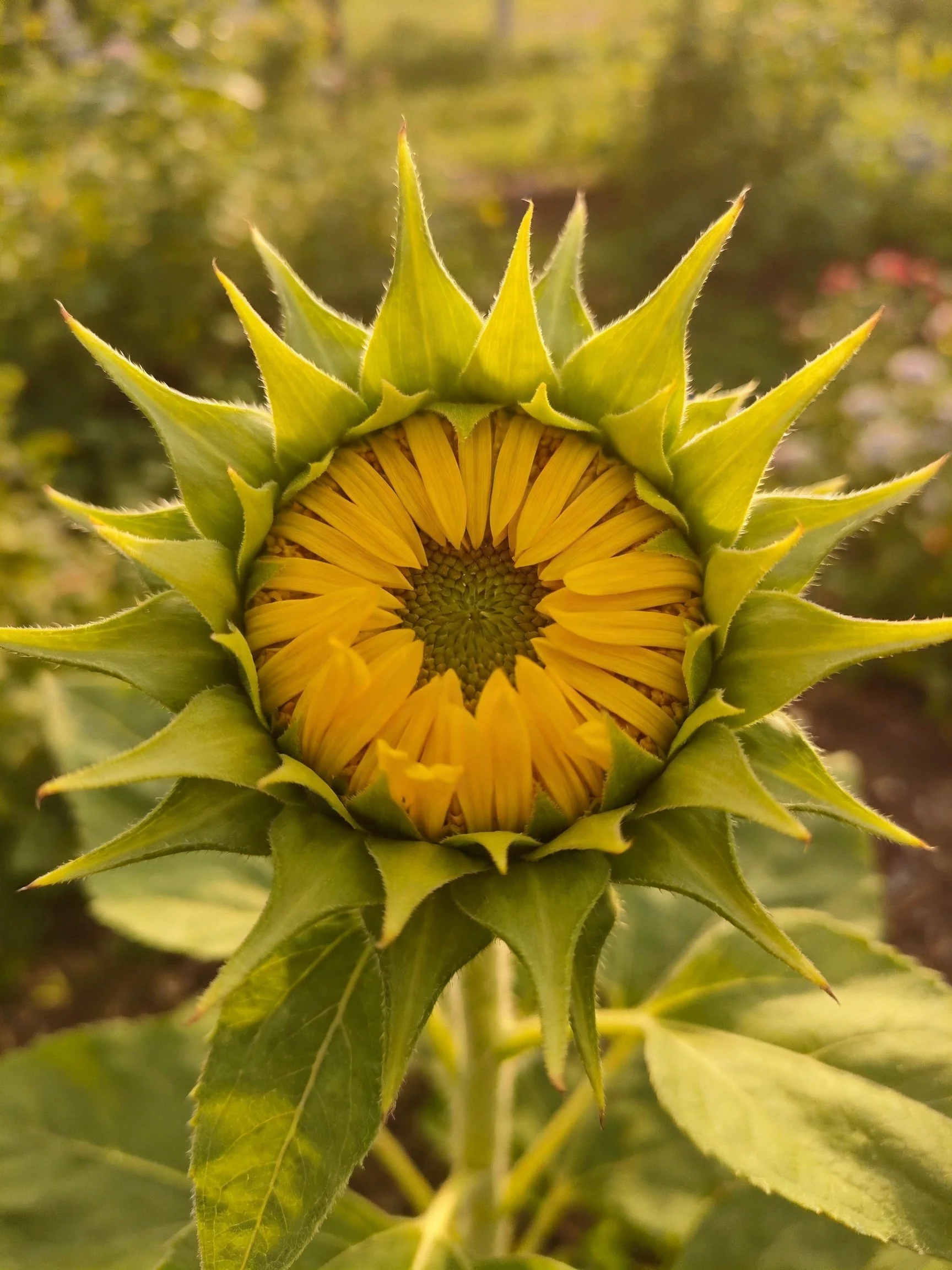 A close - up of an unopened sunflower bud with spiky green bracts