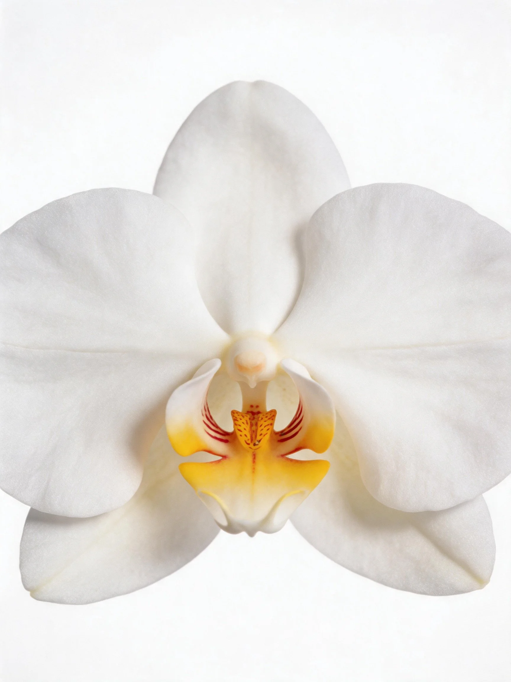 A close-up view of a white orchid with a yellow-orange central labellum