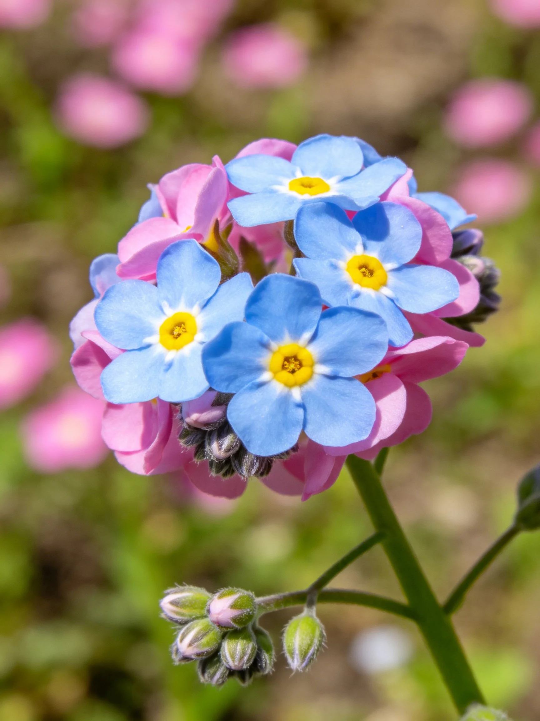 A cluster of blue and pink flowers with yellow centers