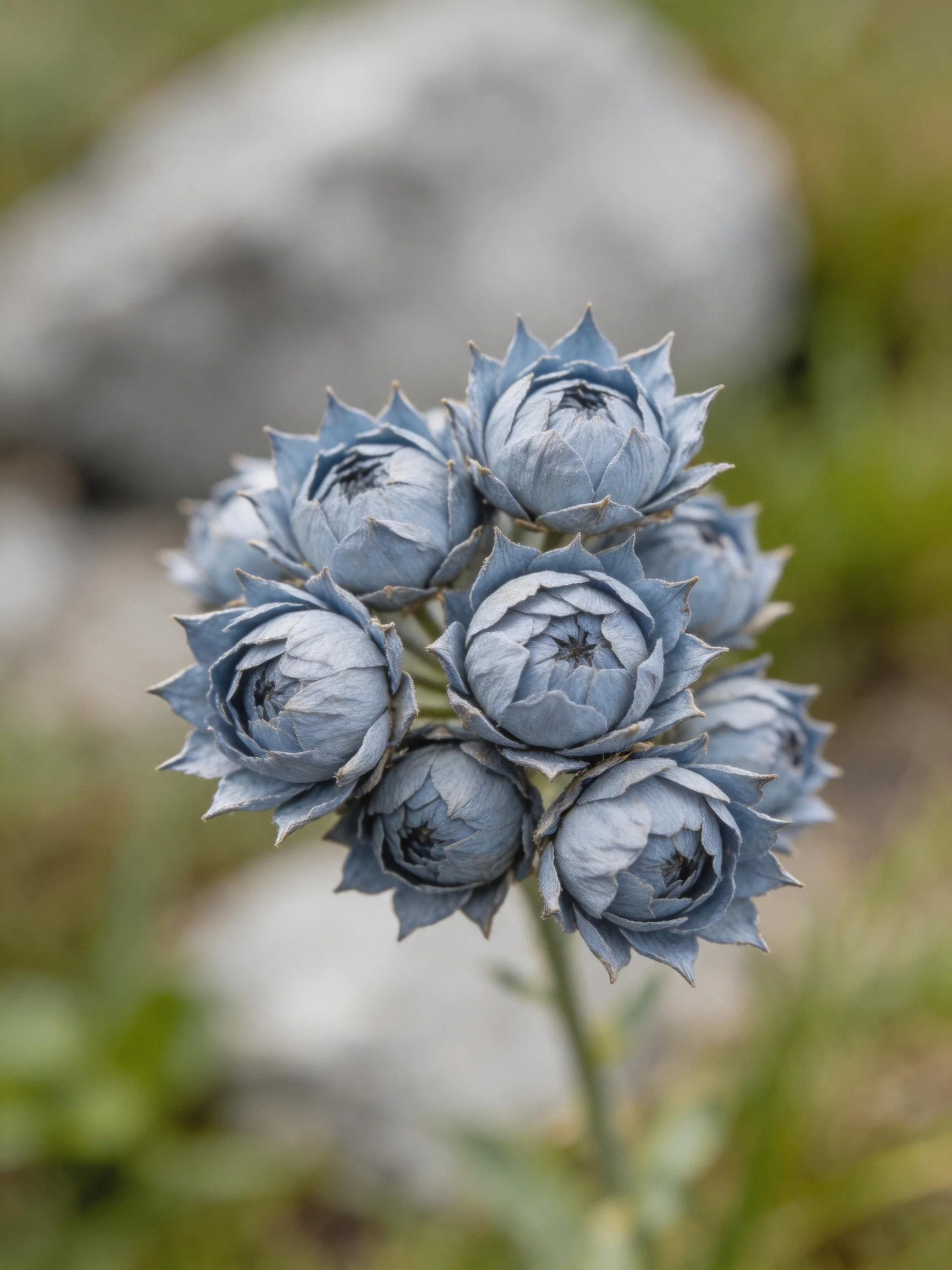 A cluster of blue-gray flower buds with spiky petals