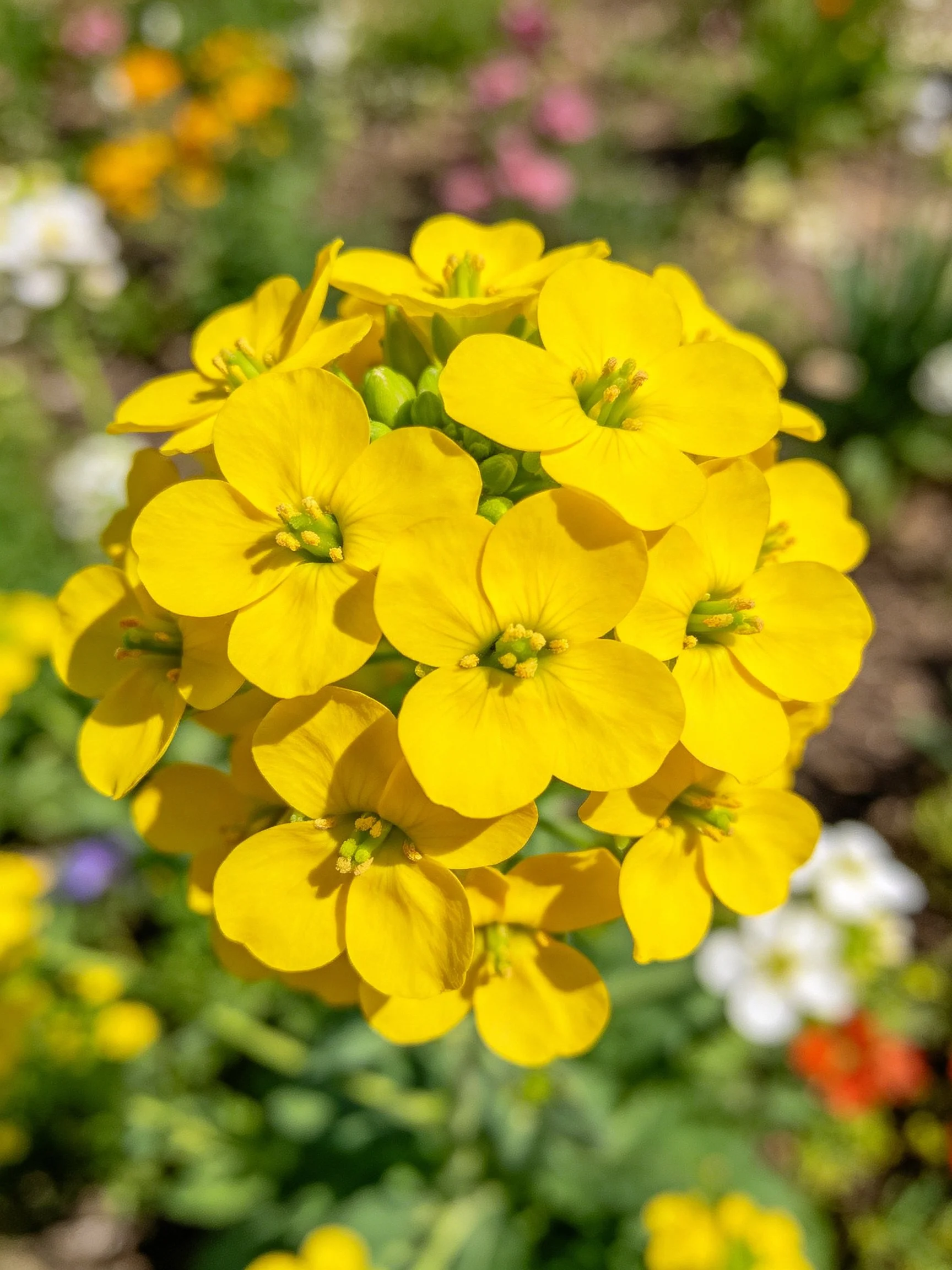 A cluster of bright yellow flowers with green centers in a sunlit garden
