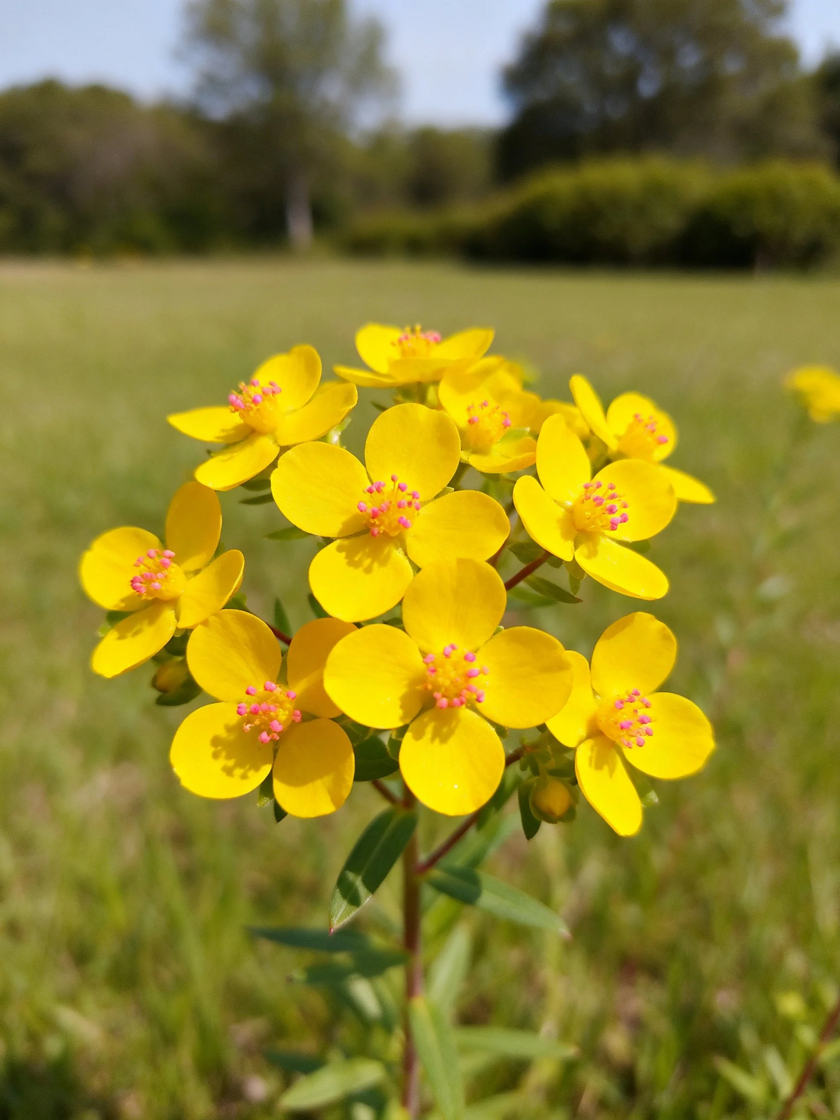 A cluster of bright yellow flowers with pink centers in a green meadow