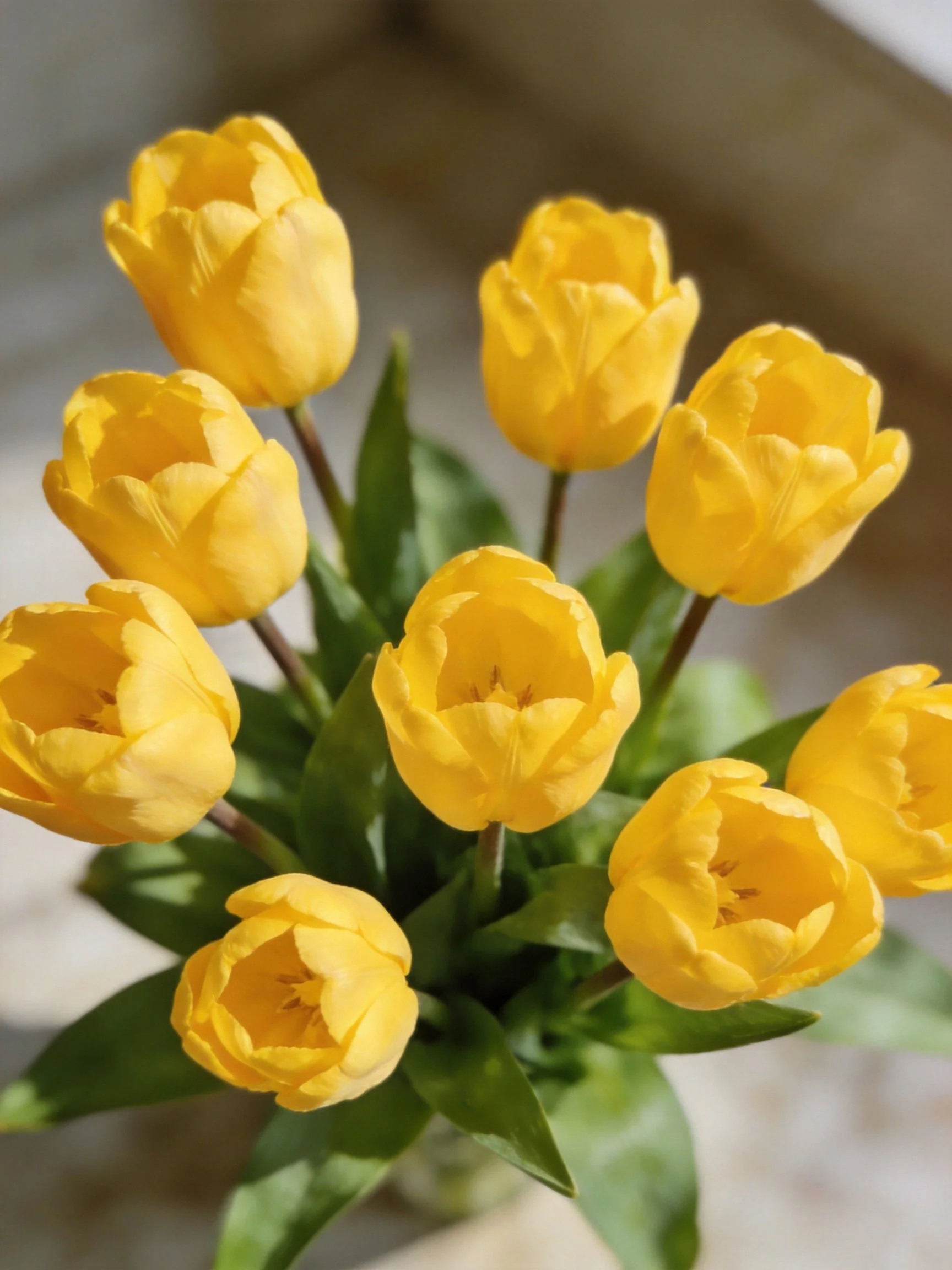 A cluster of bright yellow tulips surrounded by green leaves