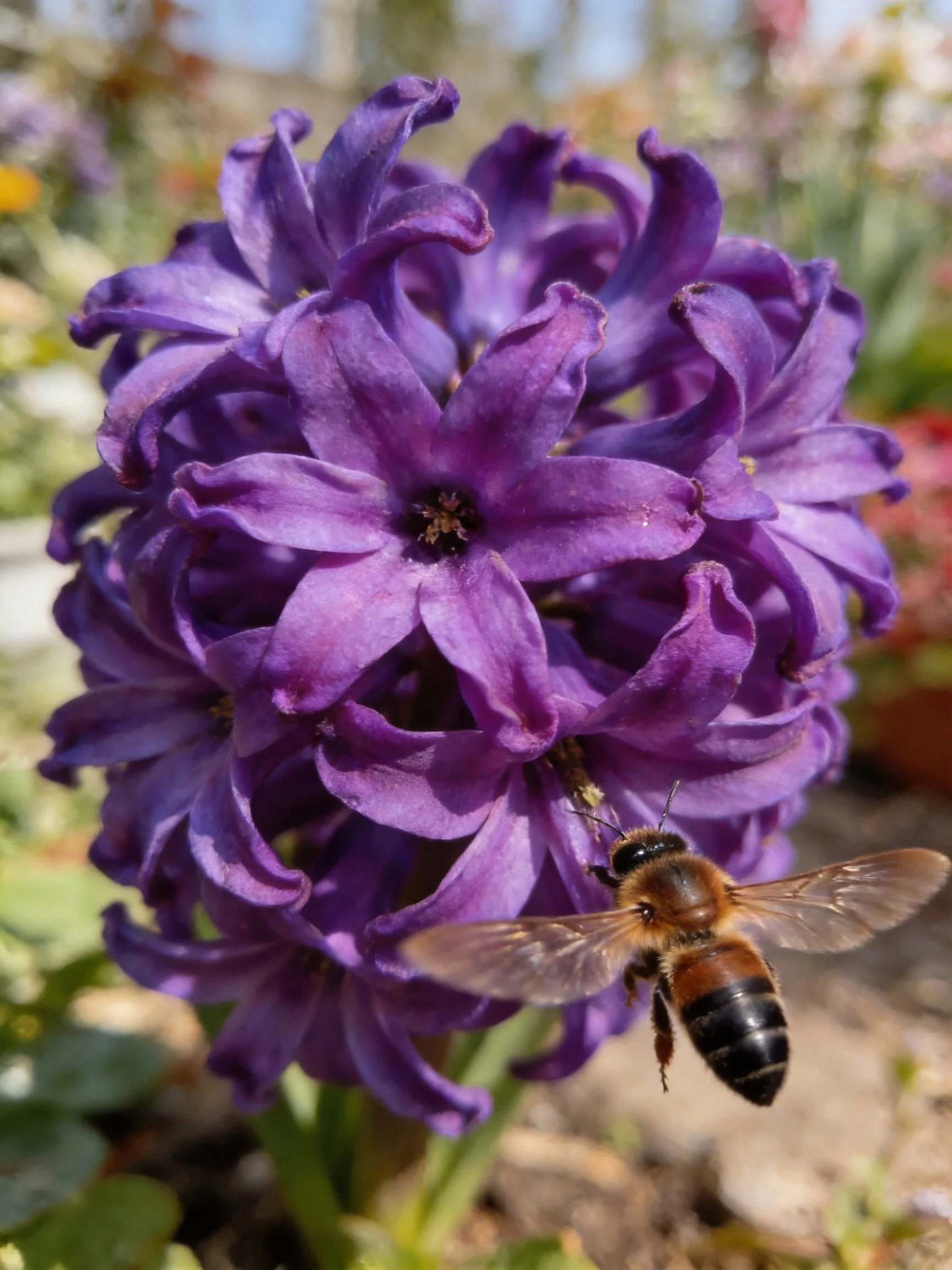 A cluster of deep purple hyacinths with a honeybee nearby