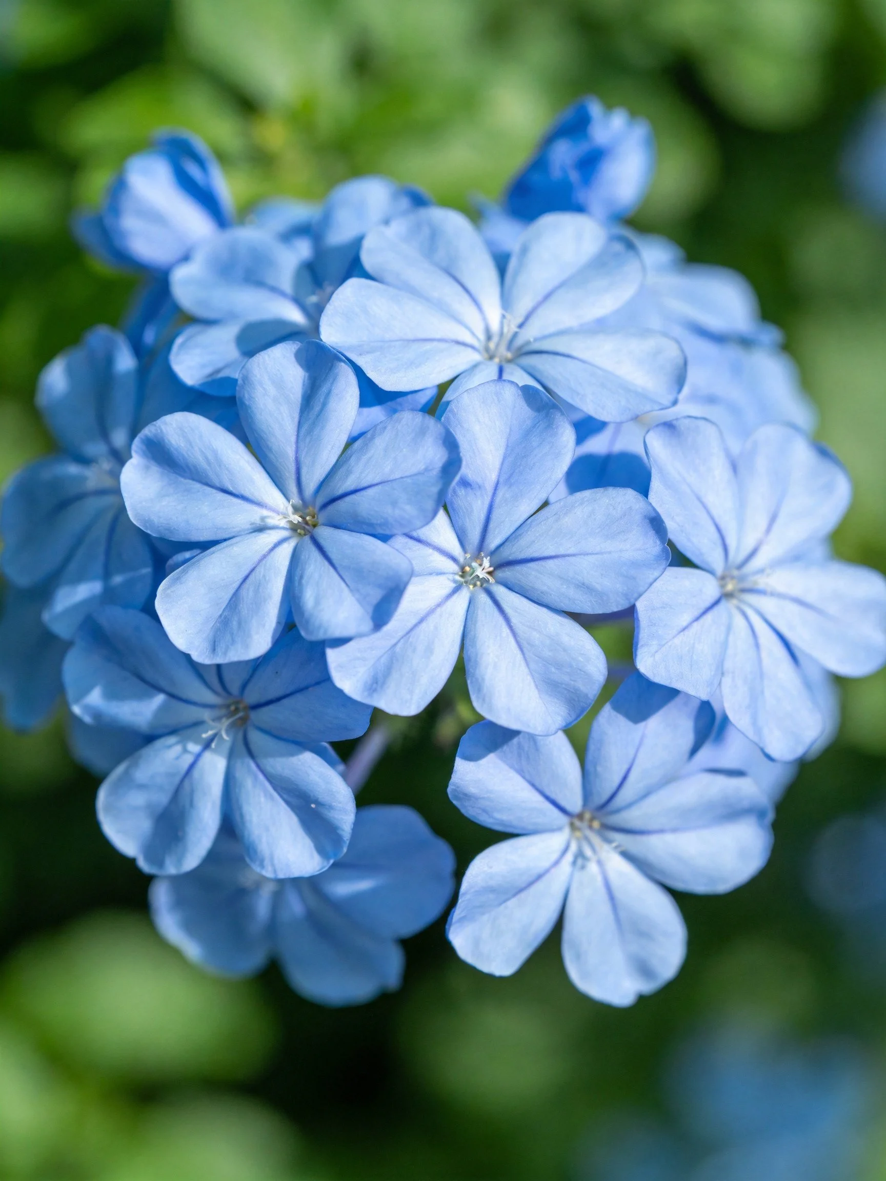 A cluster of delicate light blue flowers with blurred green foliage