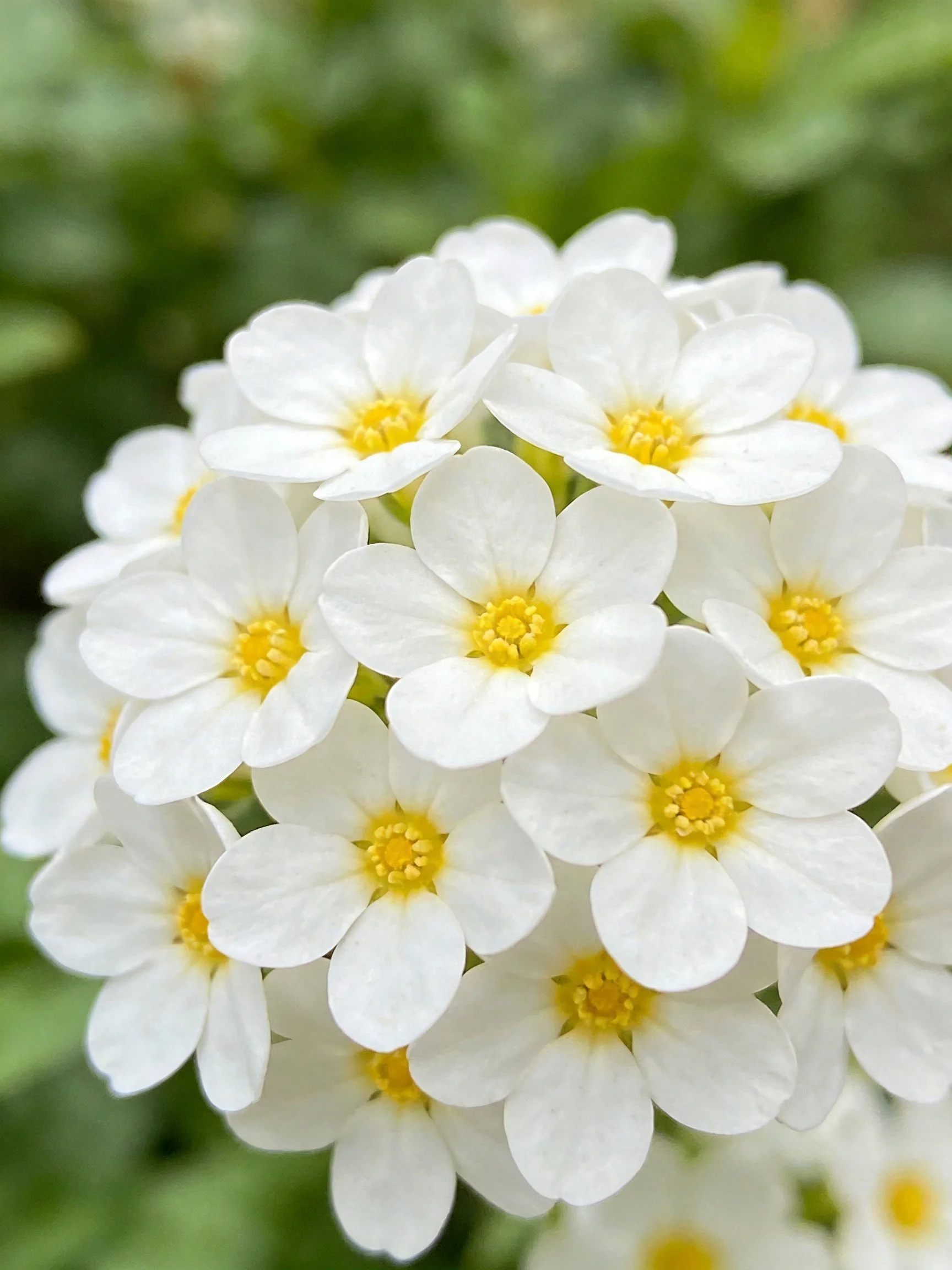 A cluster of numerous small white flowers with bright yellow centers