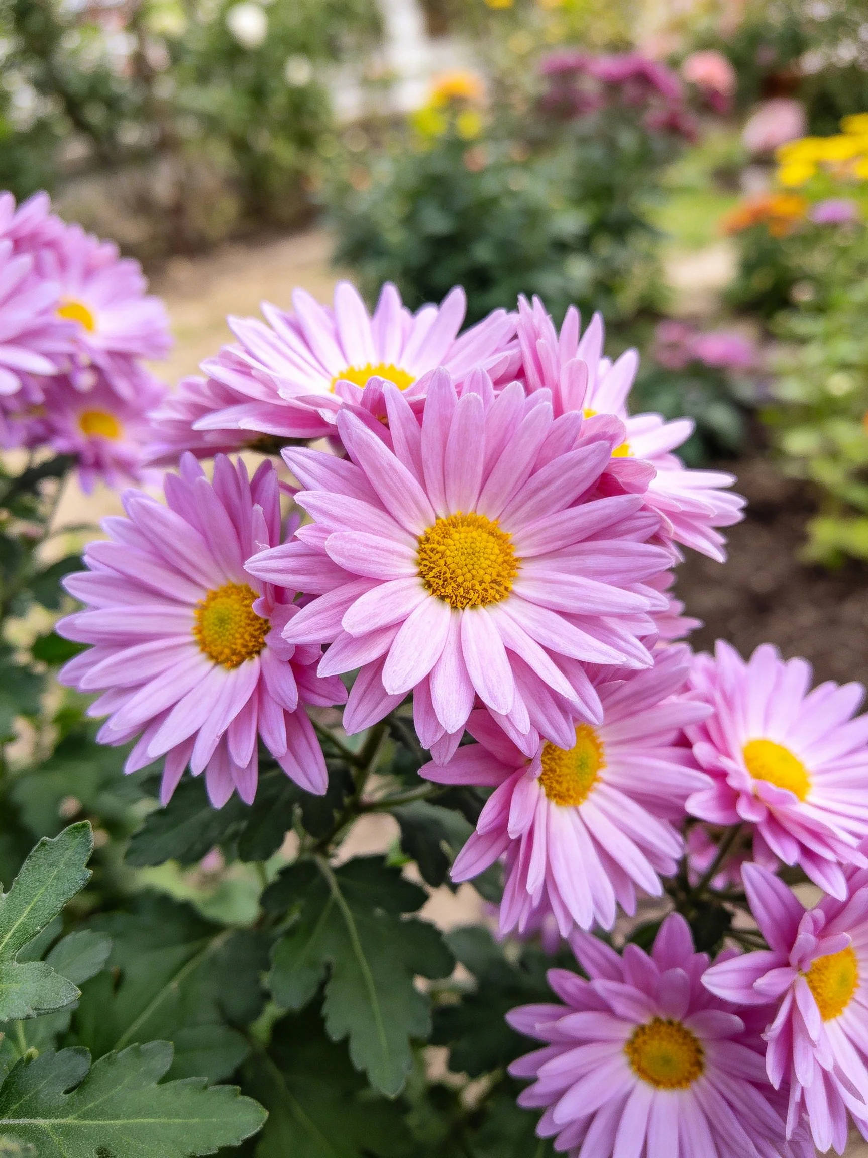 A cluster of pink chrysanthemums with yellow centers in a garden