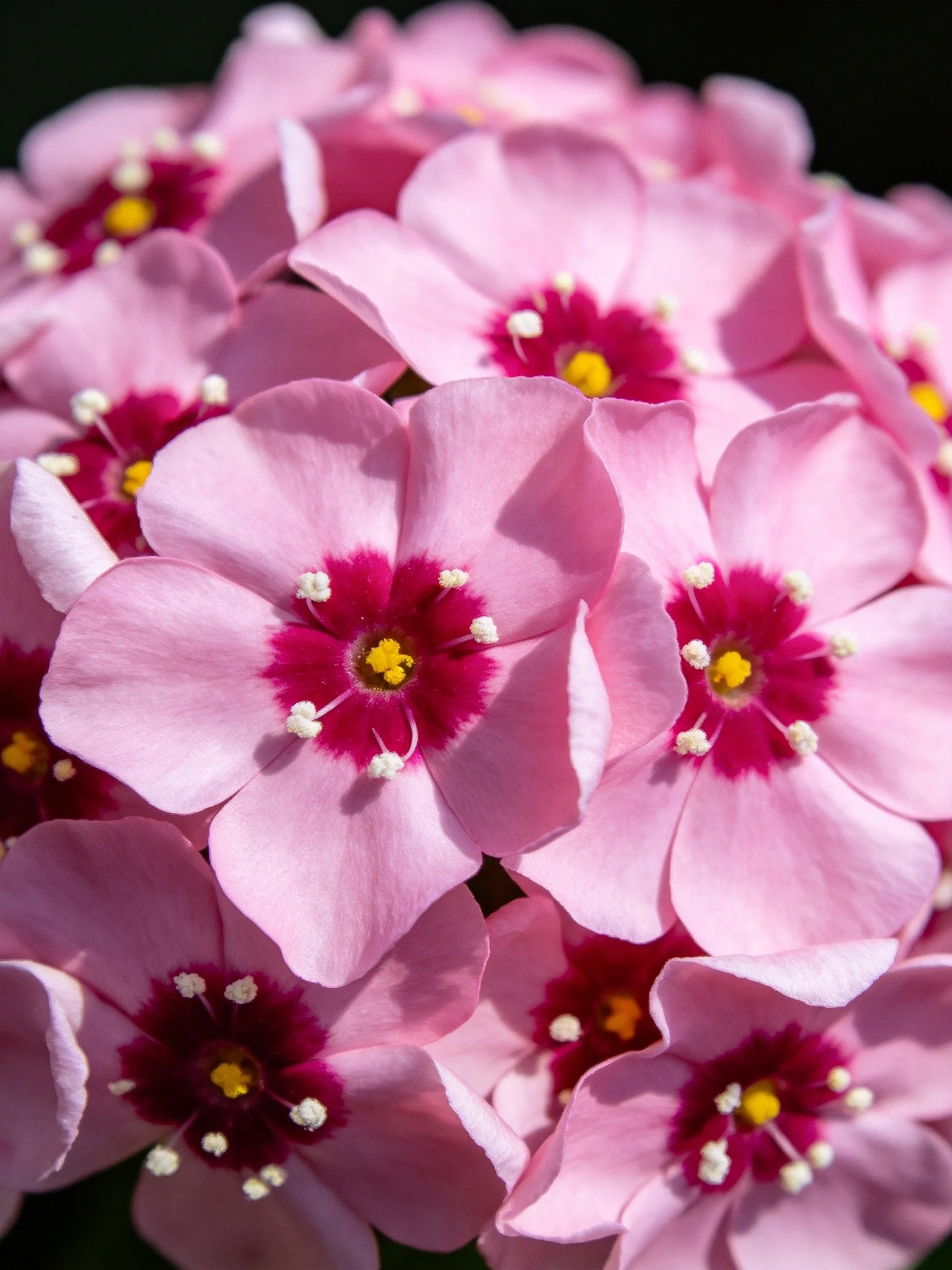 A cluster of pink flowers with dark red centers and yellow stamens