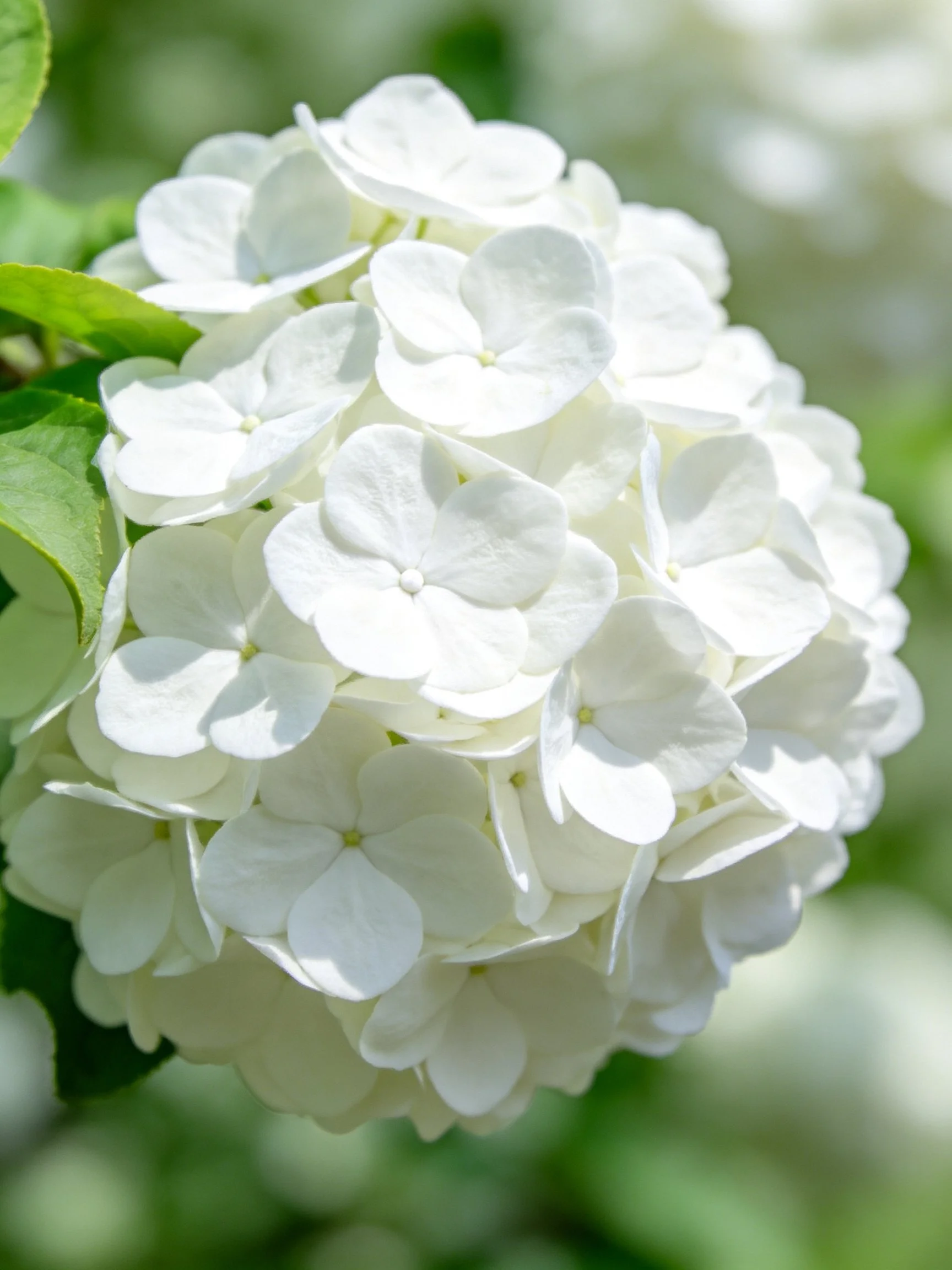 A cluster of pristine white hydrangea blossoms surrounded by green foliage