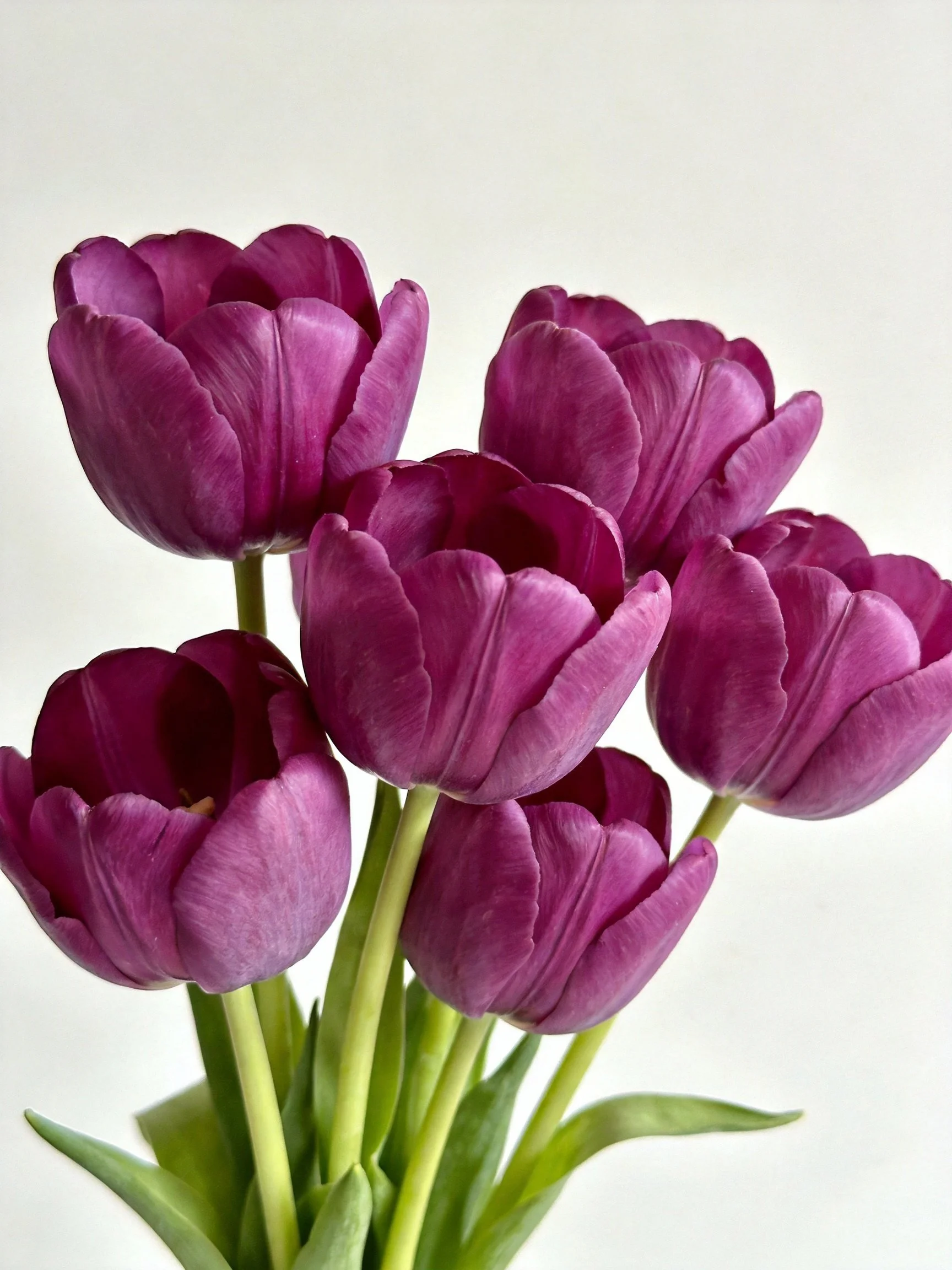 A cluster of seven deep purple tulips with green stems