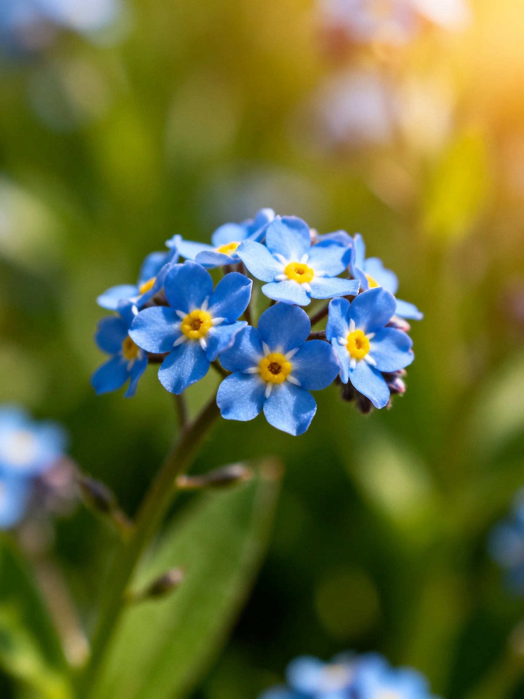 A cluster of small blue flowers with yellow centers against a blurred green backdrop
