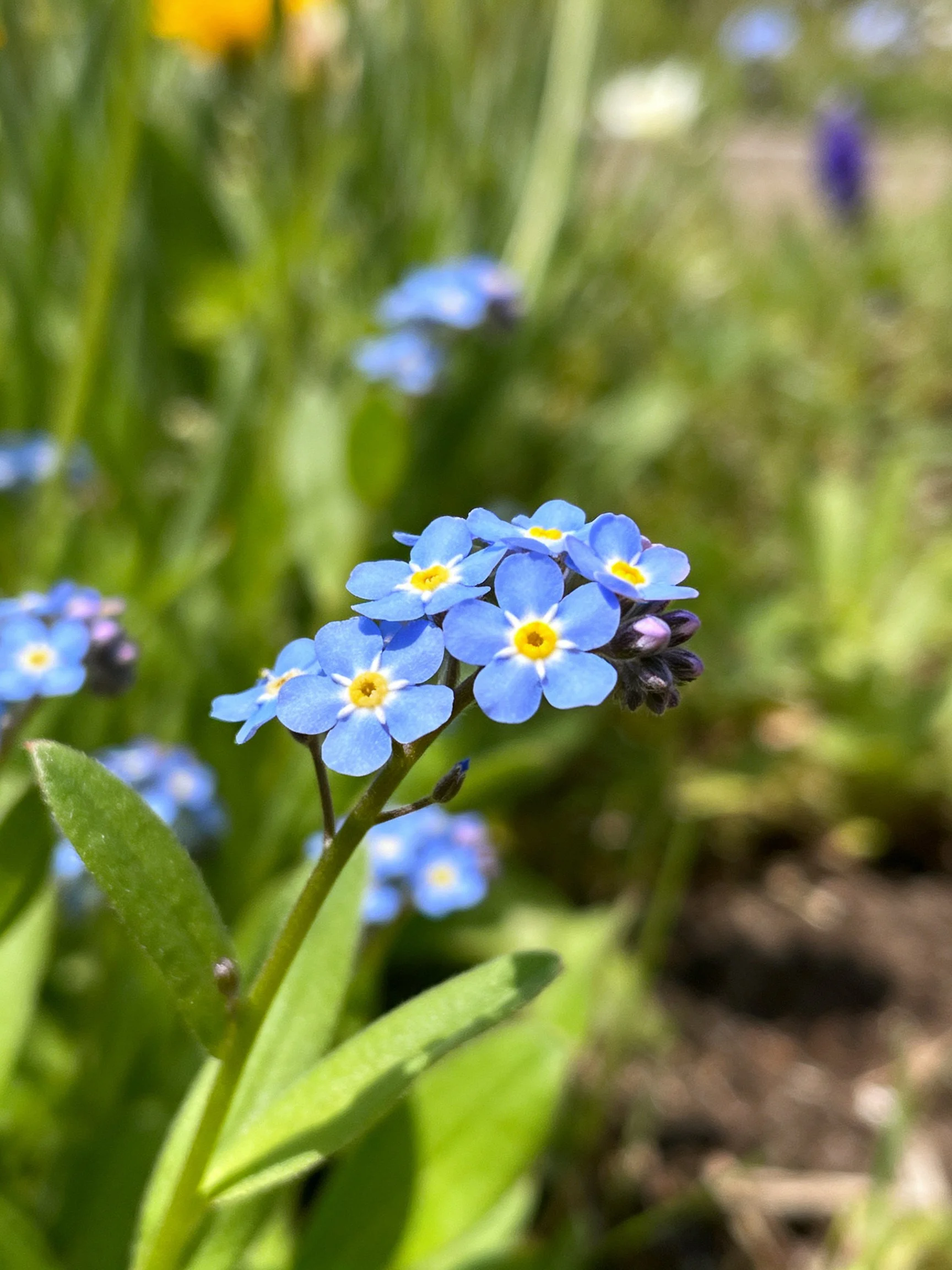 A cluster of small blue flowers with yellow centers amid lush greenery