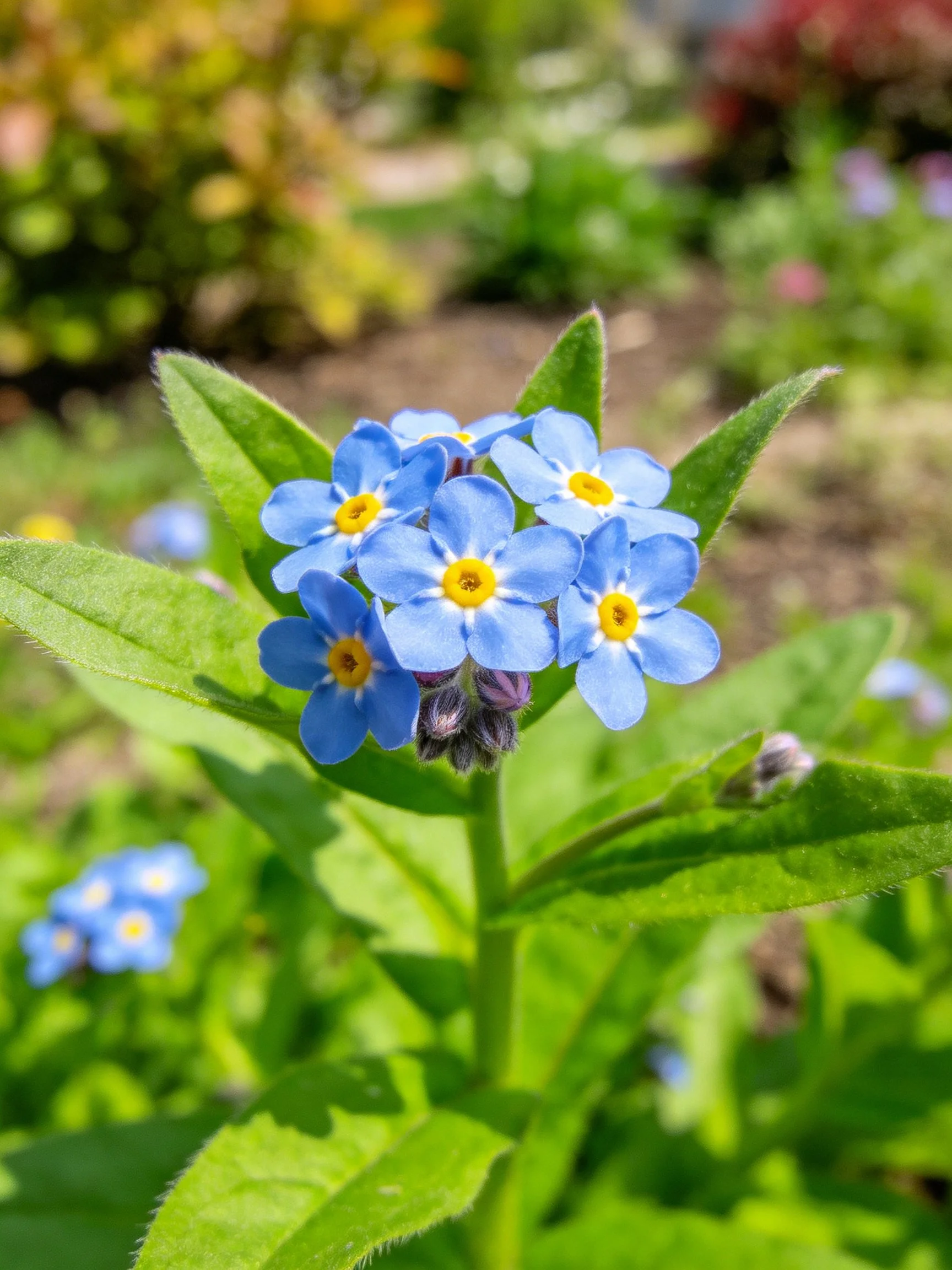 A cluster of small blue forget-me-not flowers with yellow centers is surrounded by green foliage in a garden.