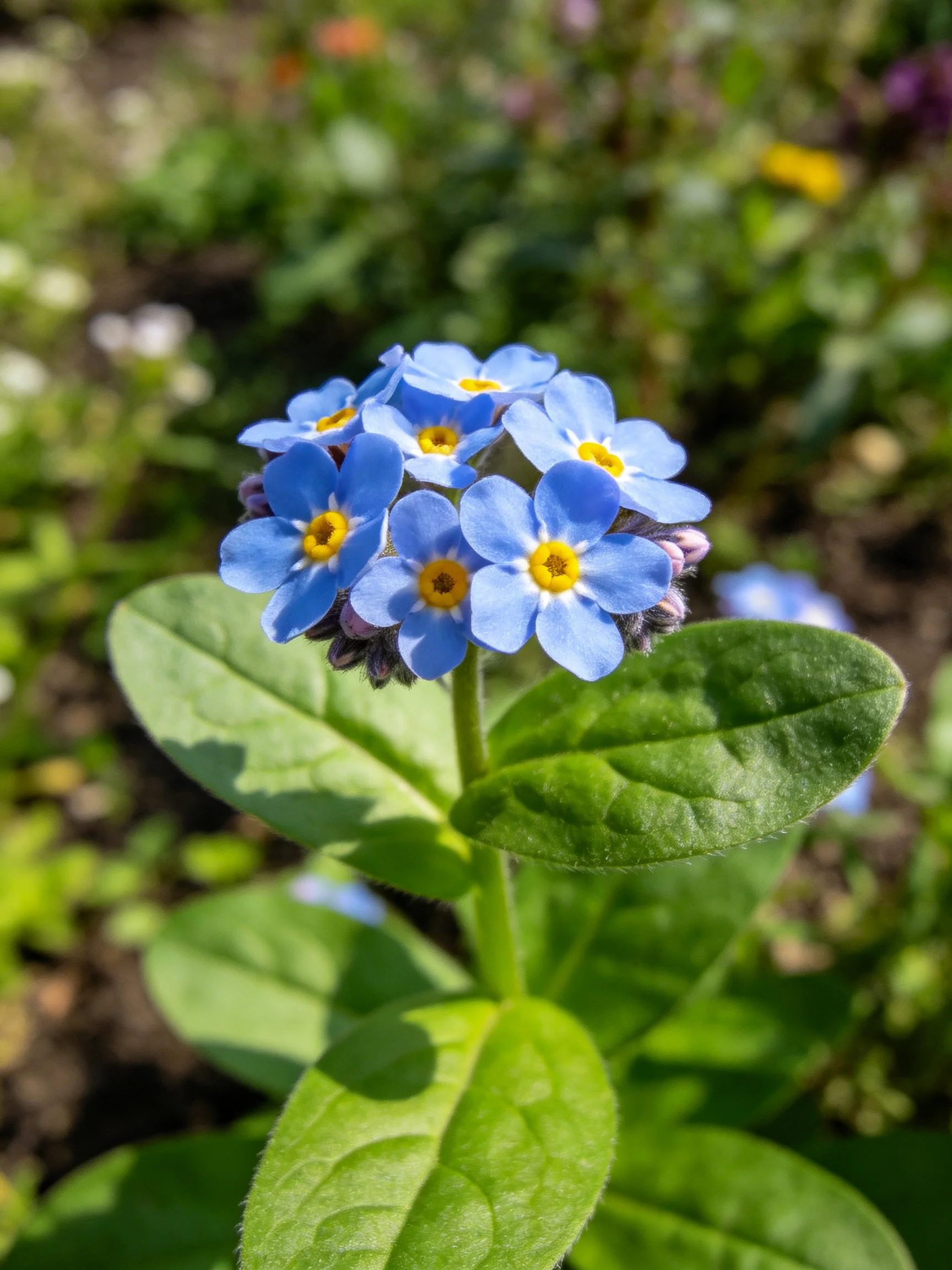 A cluster of small blue forget-me-not flowers with yellow centers