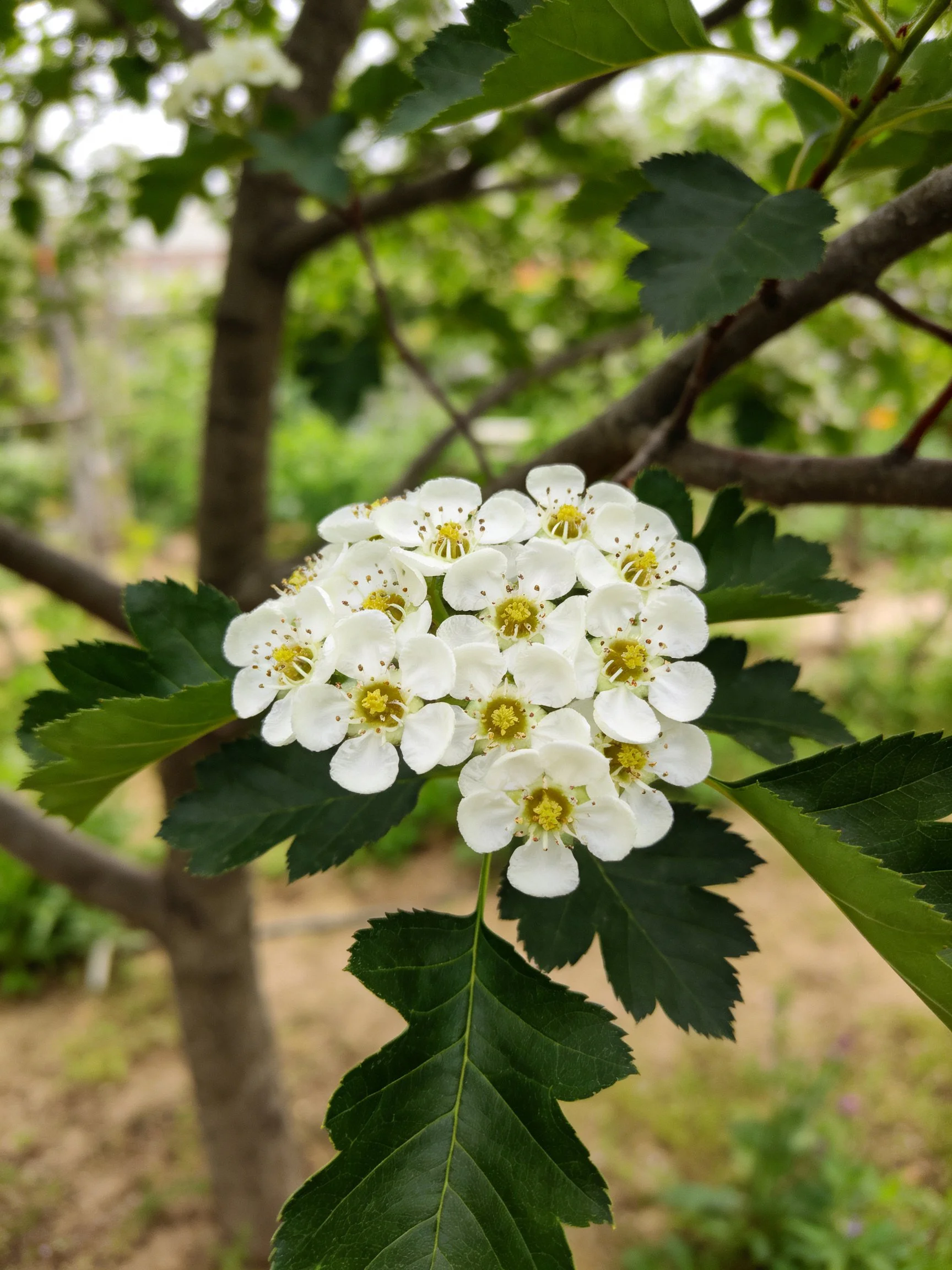 A cluster of small white flowers with yellow centers on a tree branch