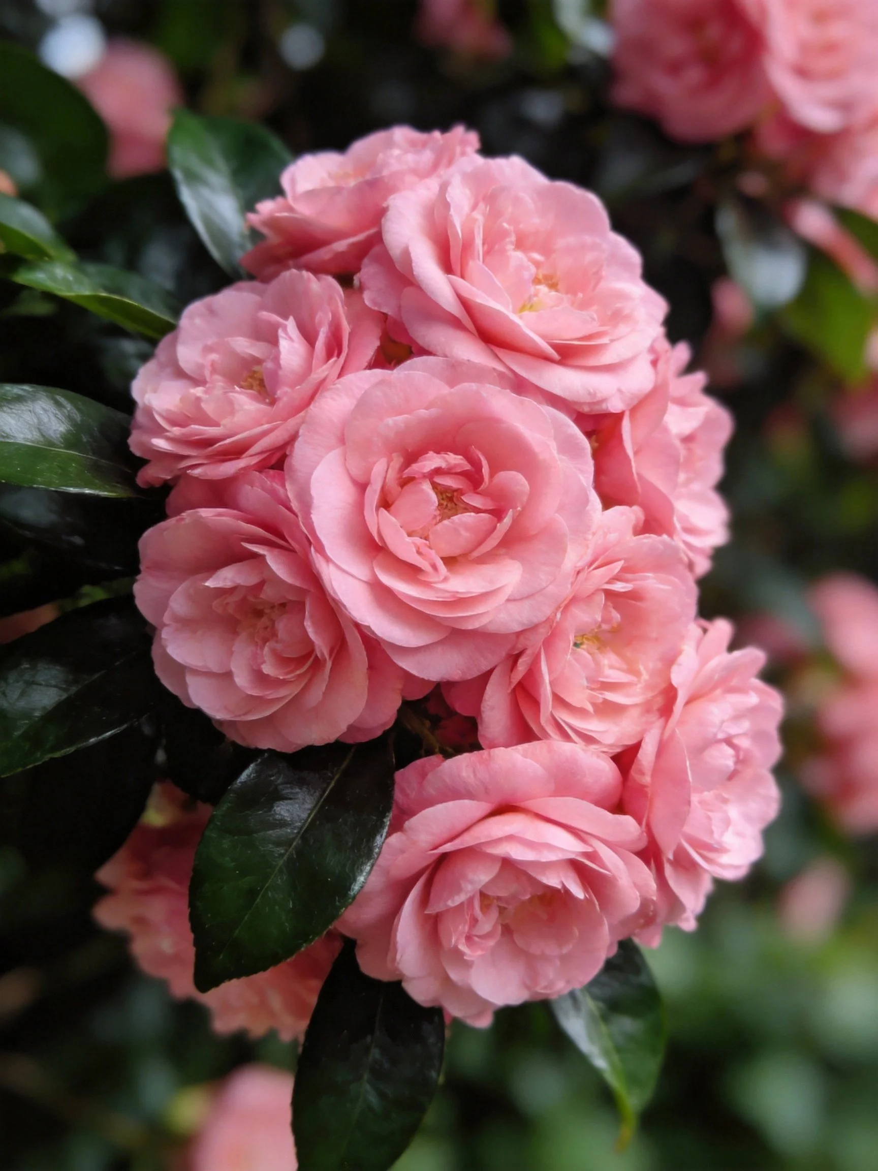 A cluster of soft pink blooms with glossy dark green foliage