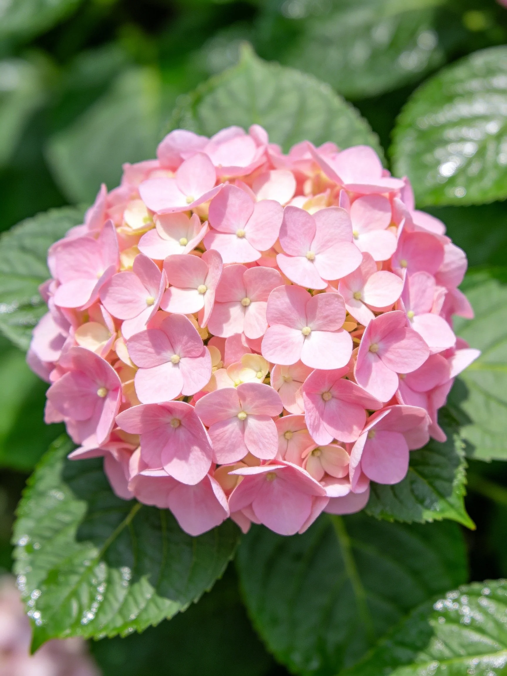 A cluster of soft pink hydrangea blooms with lush green foliage