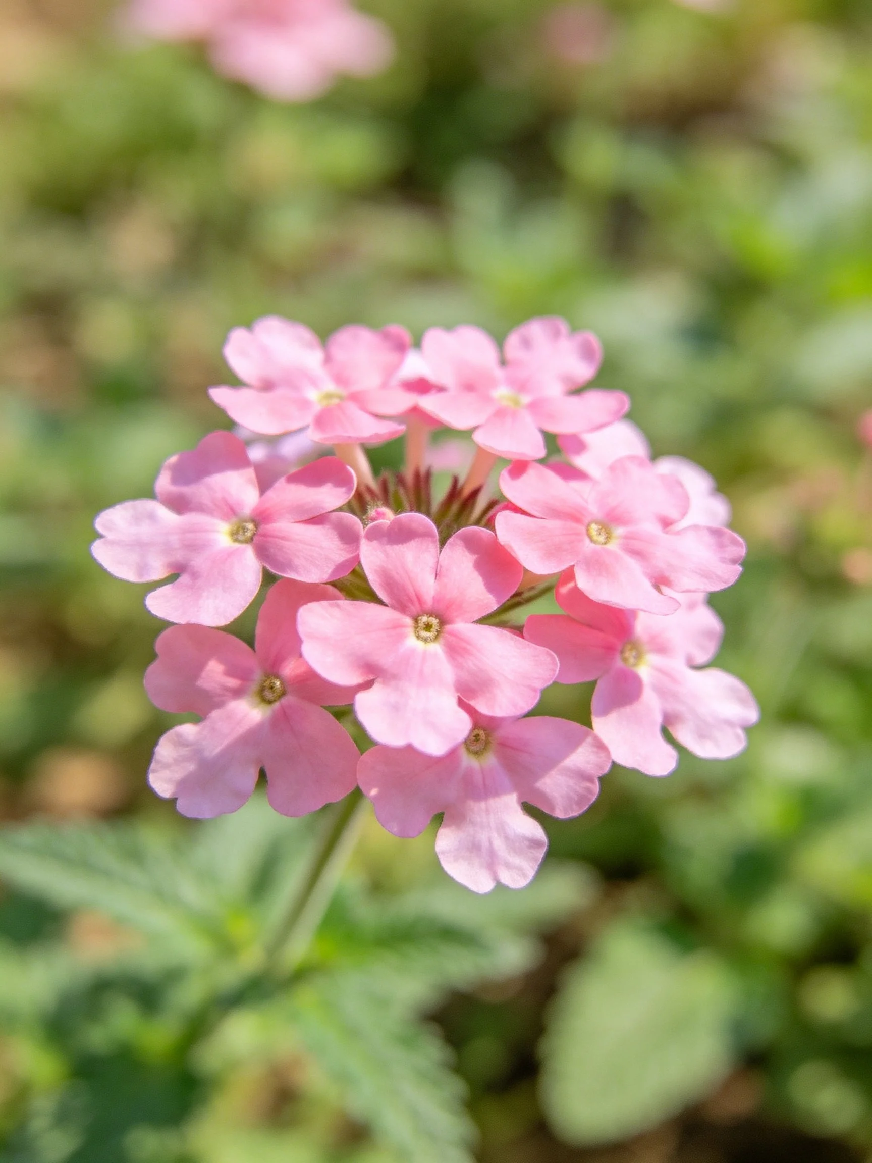 A cluster of soft pink verbena flowers with green foliage