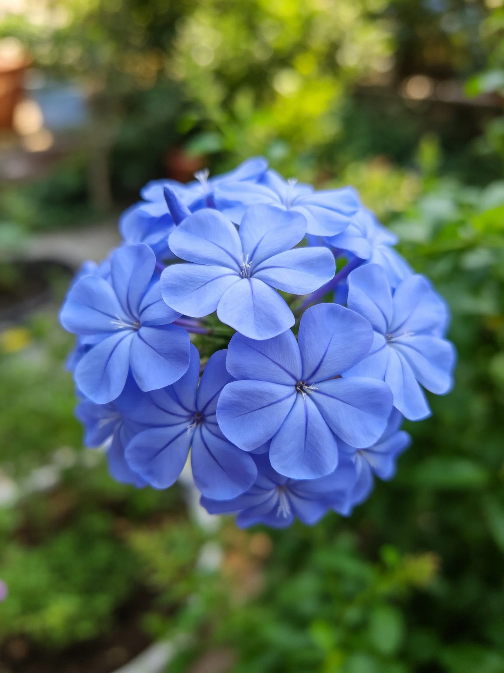 A cluster of vibrant blue flowers against a lush green backdrop