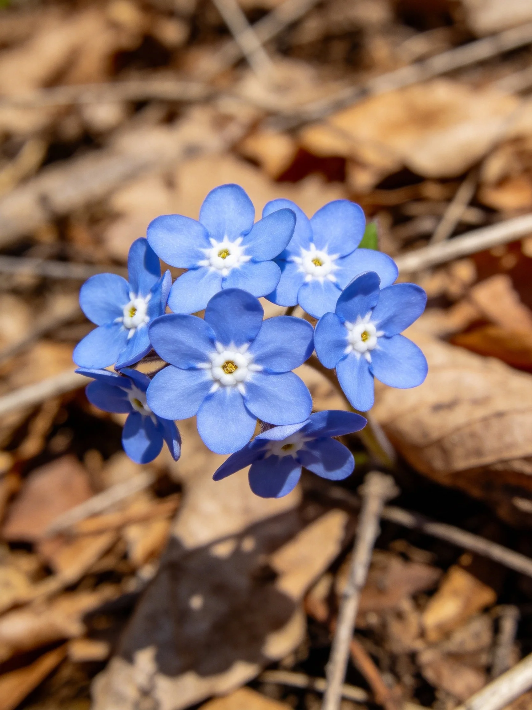 A cluster of vibrant blue flowers among brown fallen leaves