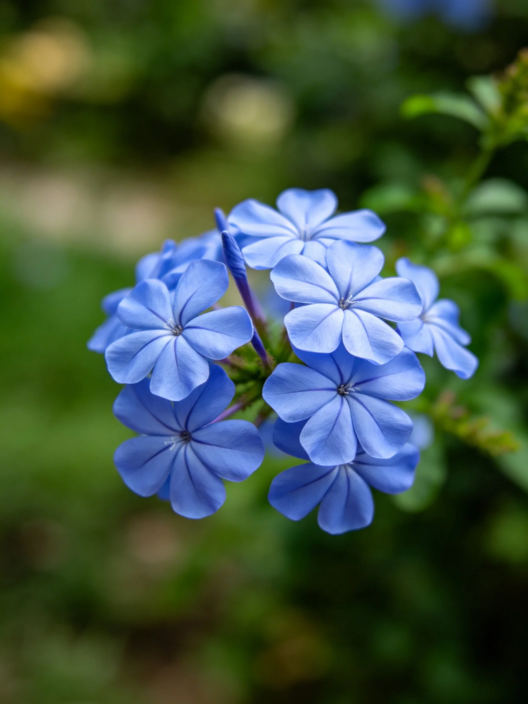 A cluster of vibrant blue flowers with lush green backdrop