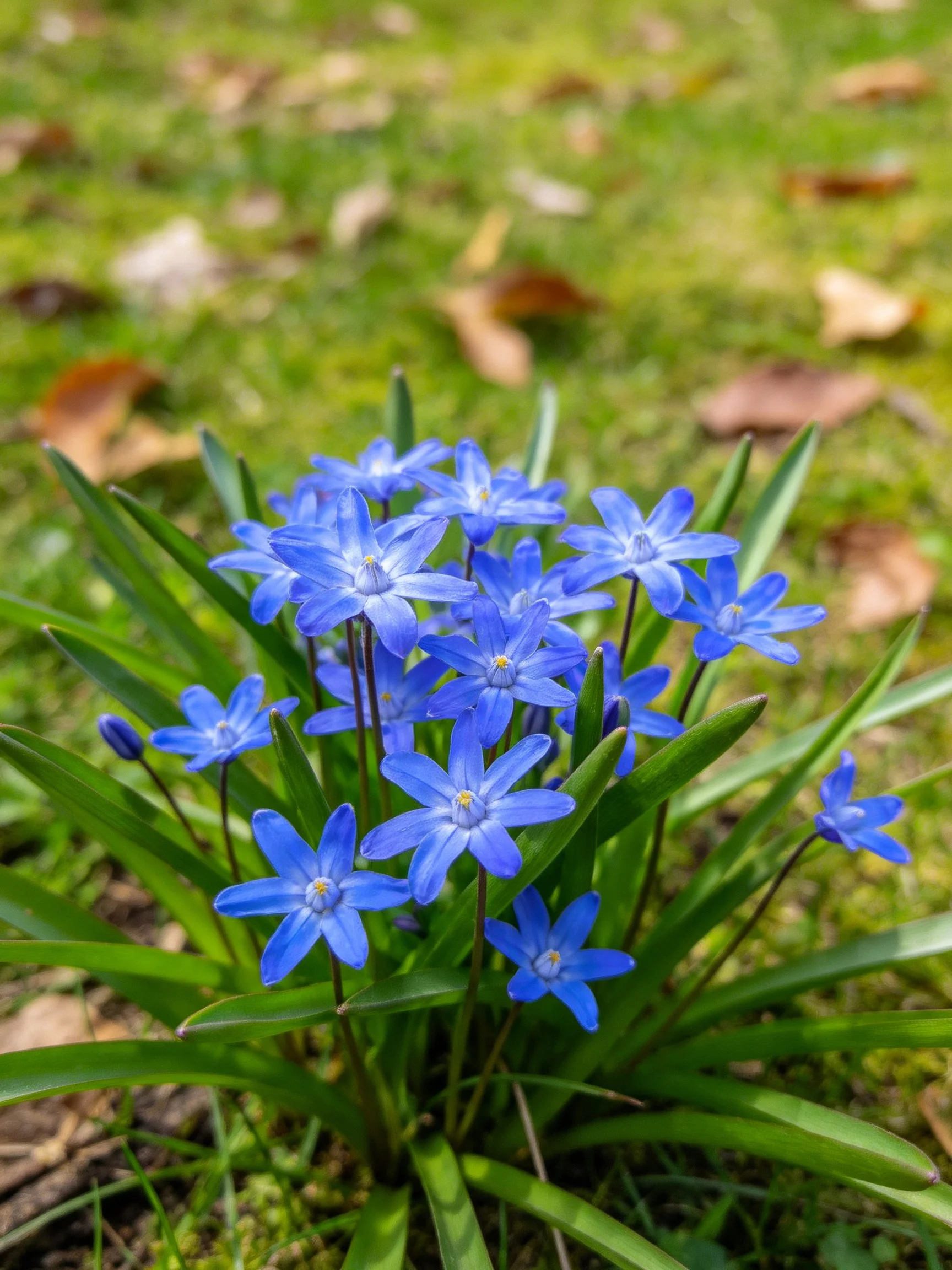 A cluster of vibrant blue star - shaped flowers among green foliage