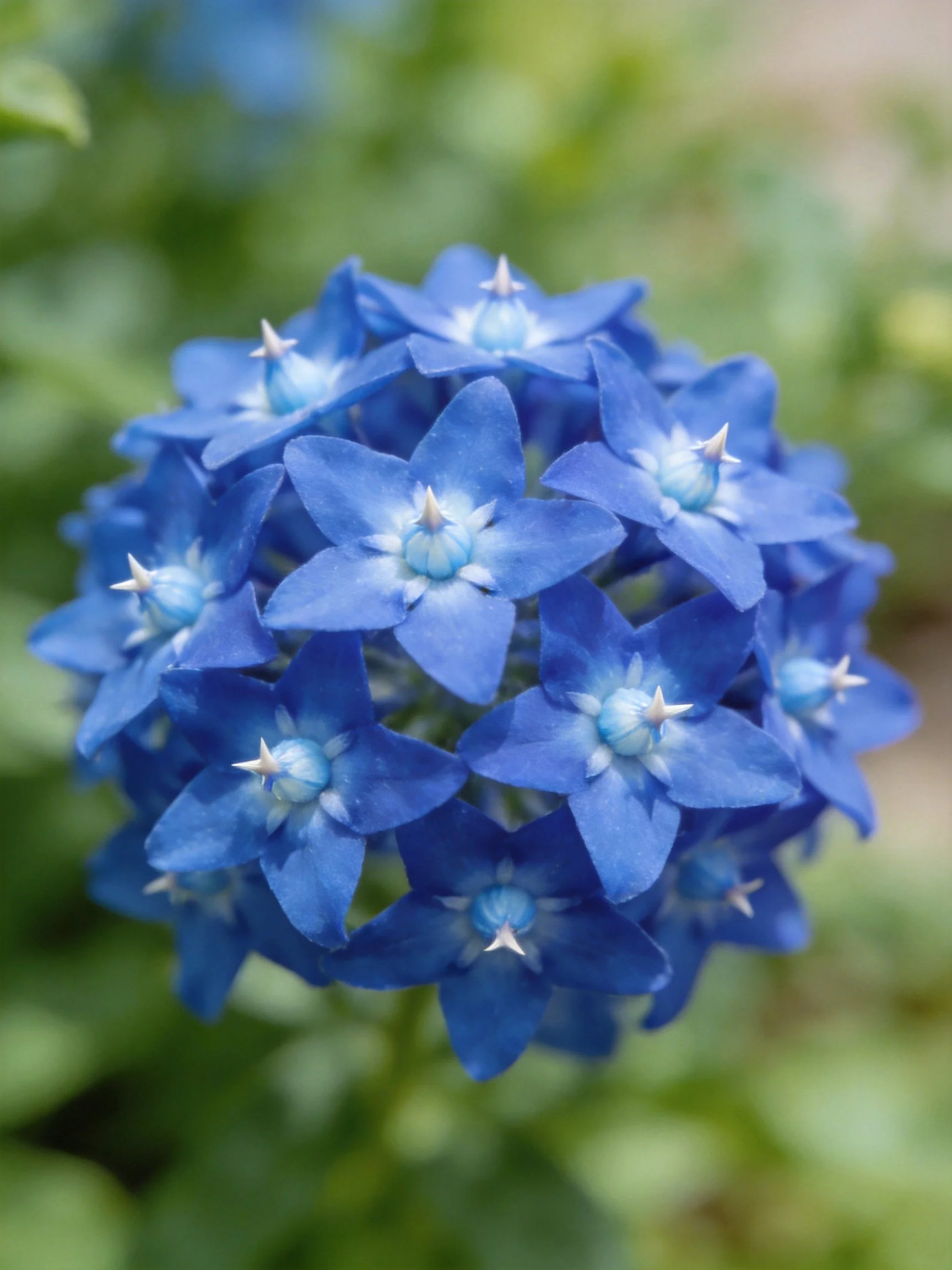 A cluster of vibrant blue star - shaped flowers