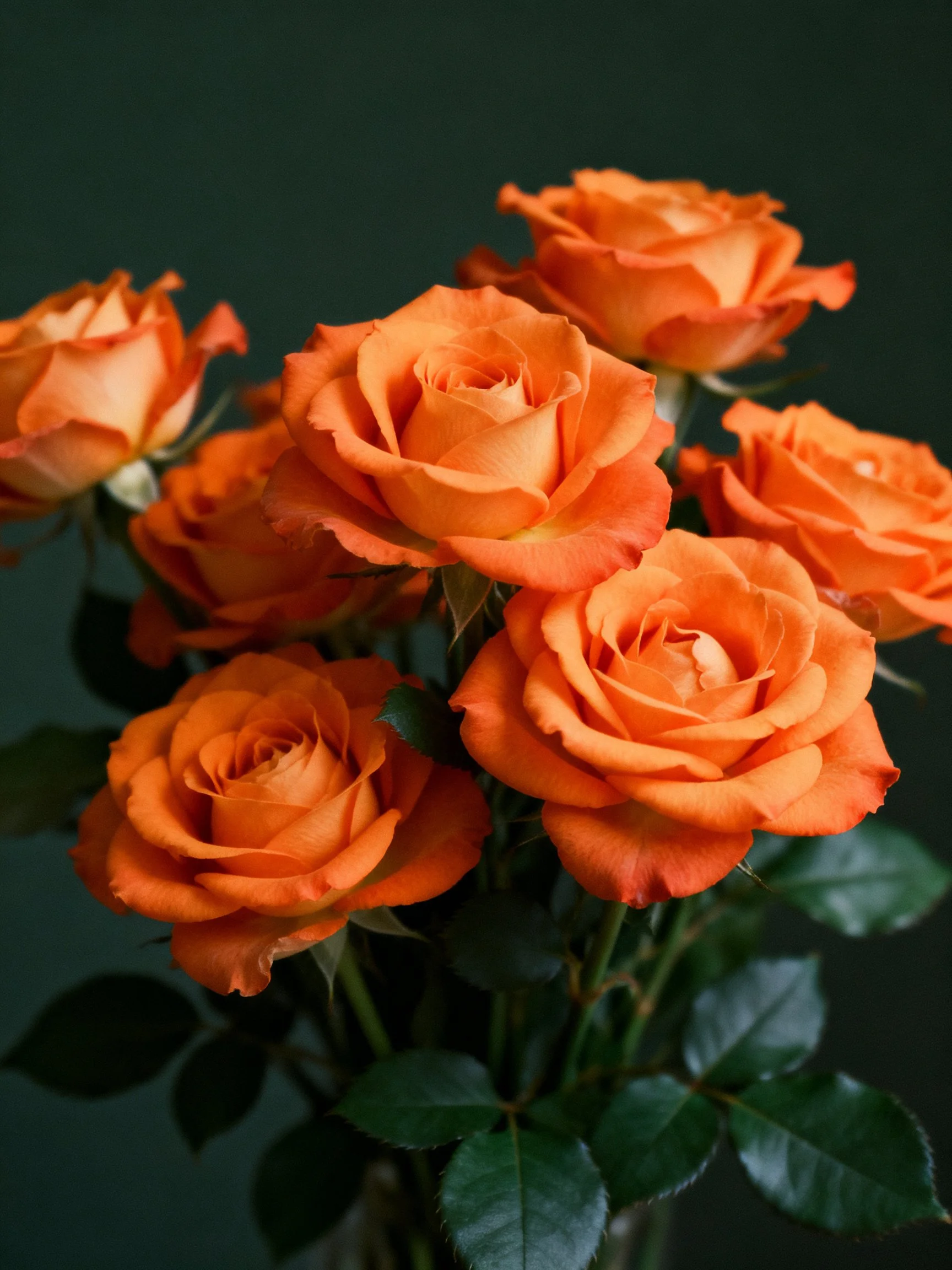 A cluster of vibrant orange roses with dark green foliage