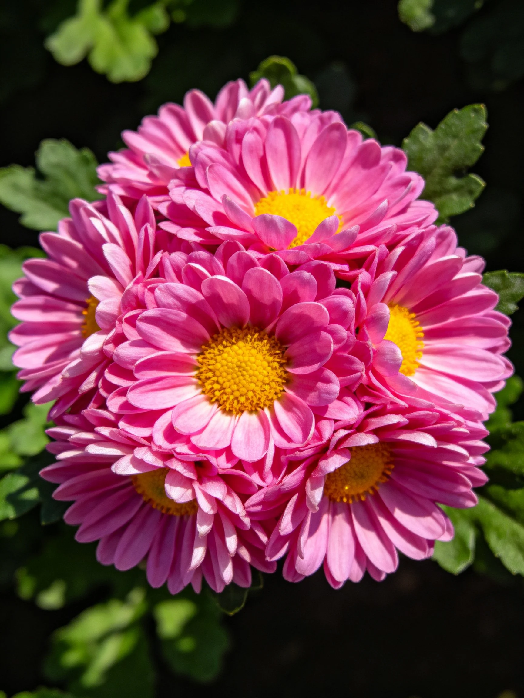 A cluster of vibrant pink chrysanthemums with bright yellow centers
