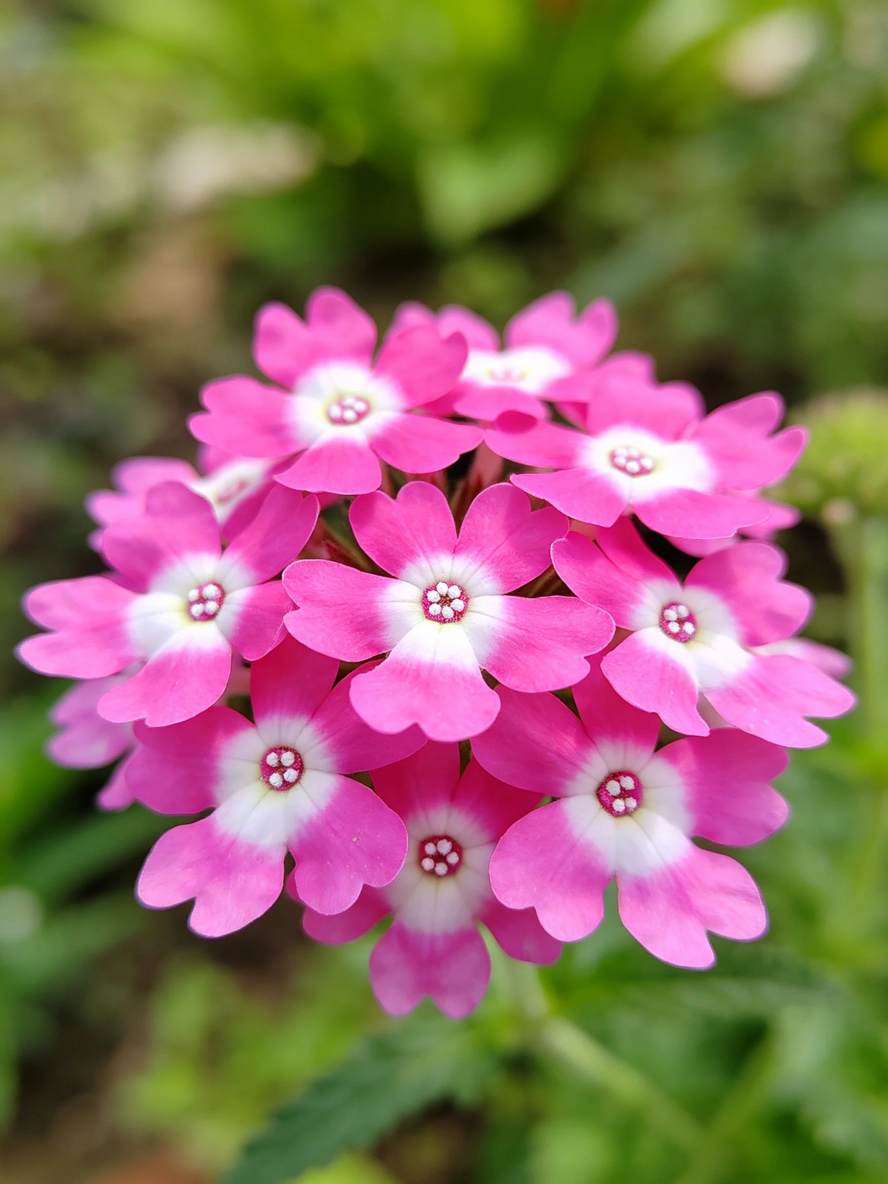 A cluster of vibrant pink flowers with white centers amid green foliage