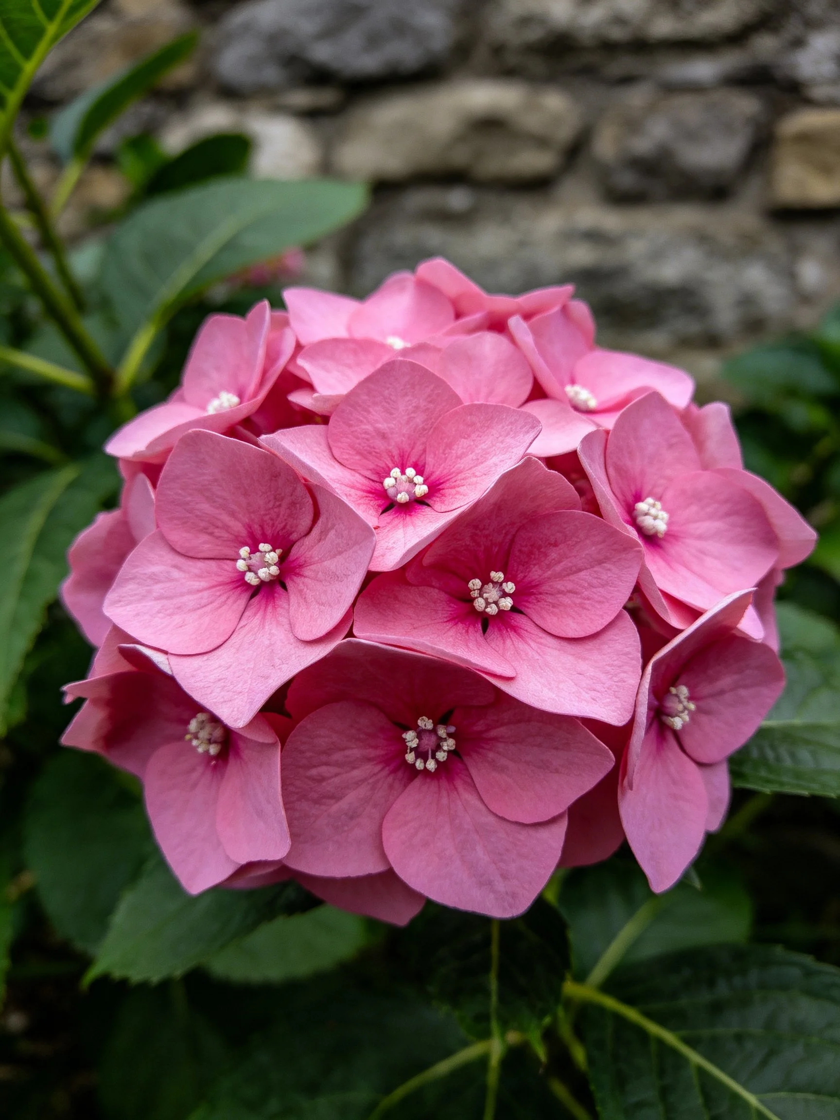 A cluster of vibrant pink hydrangea blooms near a stone wall