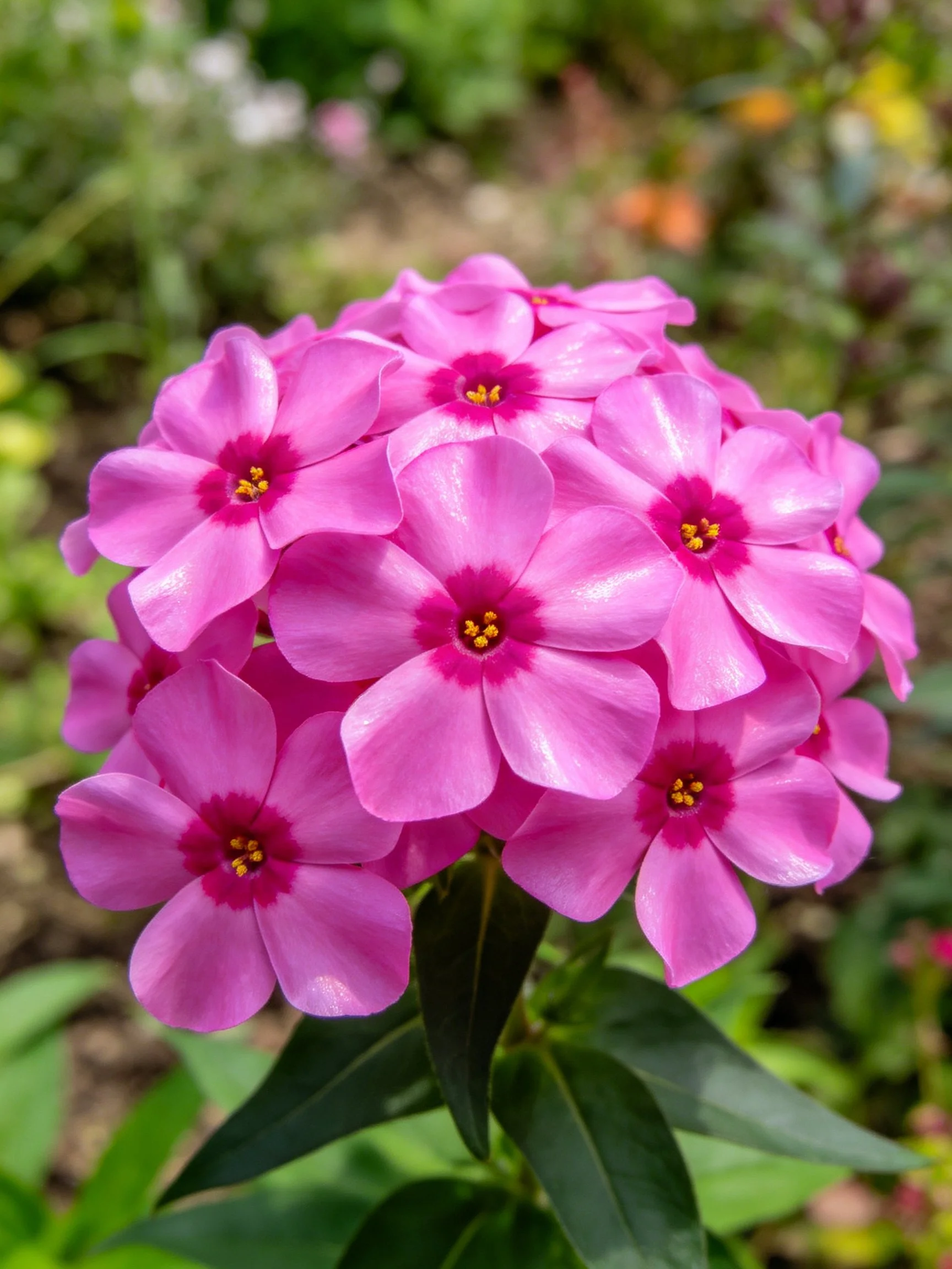 A cluster of vibrant pink phlox flowers with dark centers